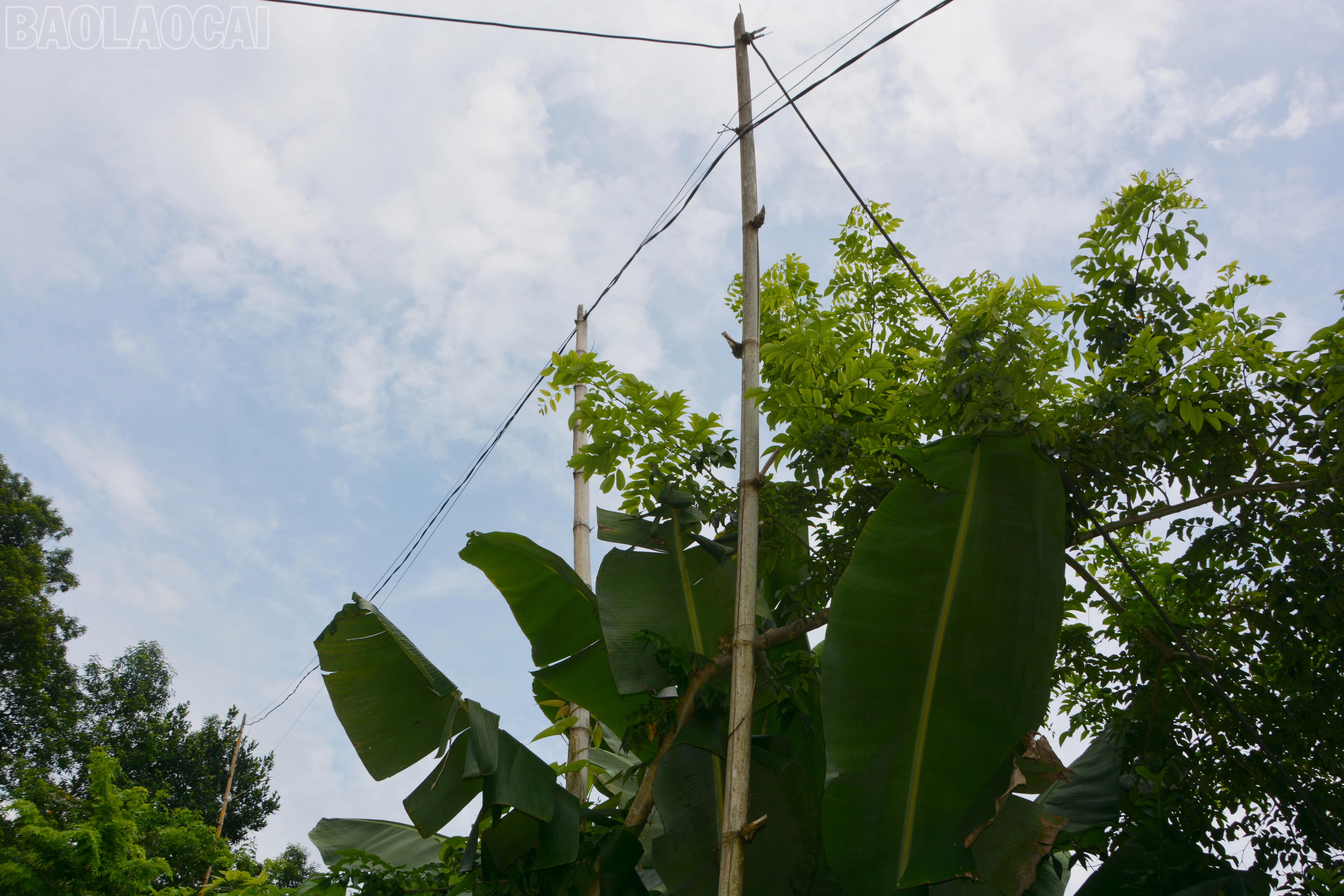 baolaocai-tl_dsc-3624.jpg
