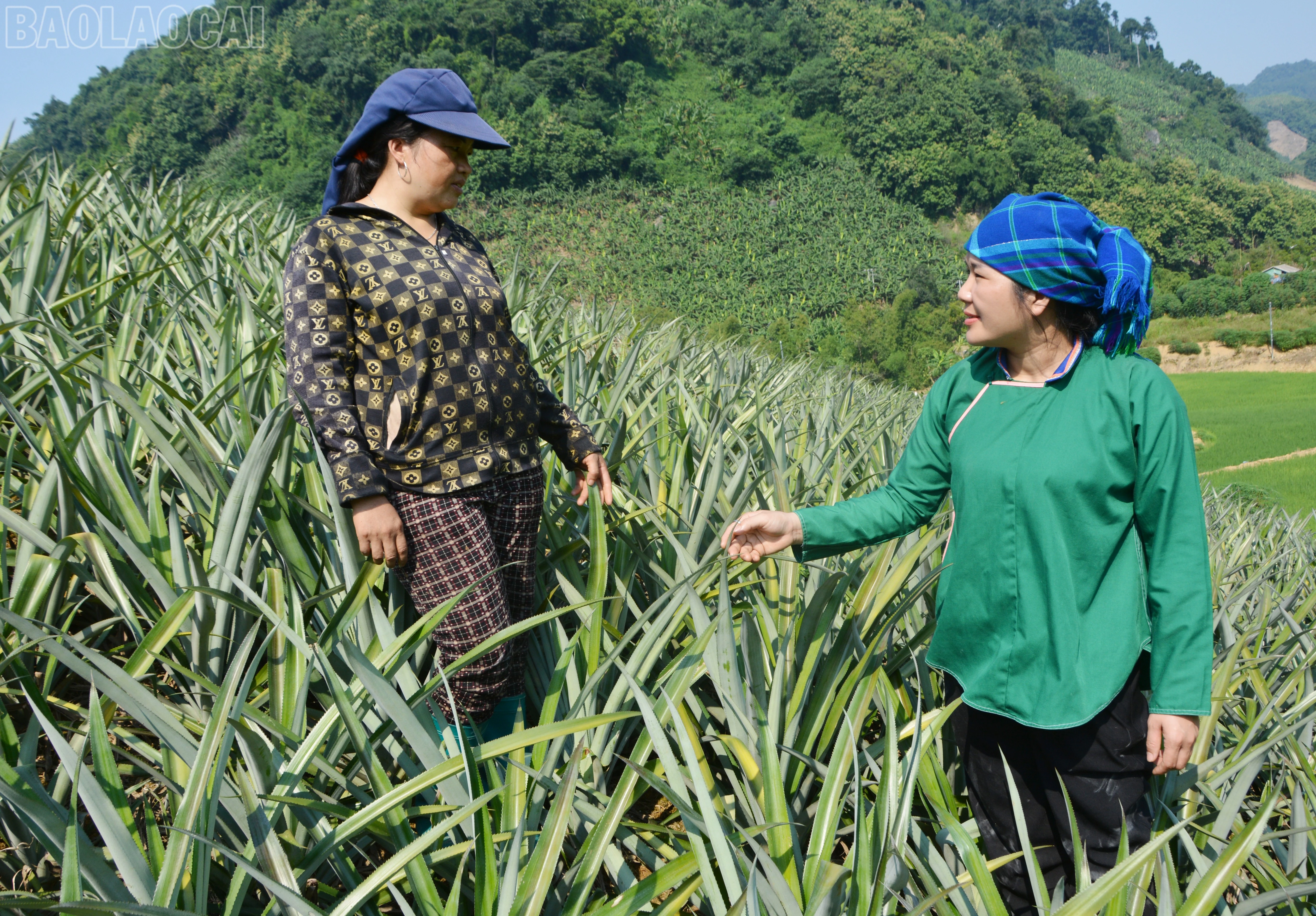 baolaocai-tl_dsc-3954.jpg