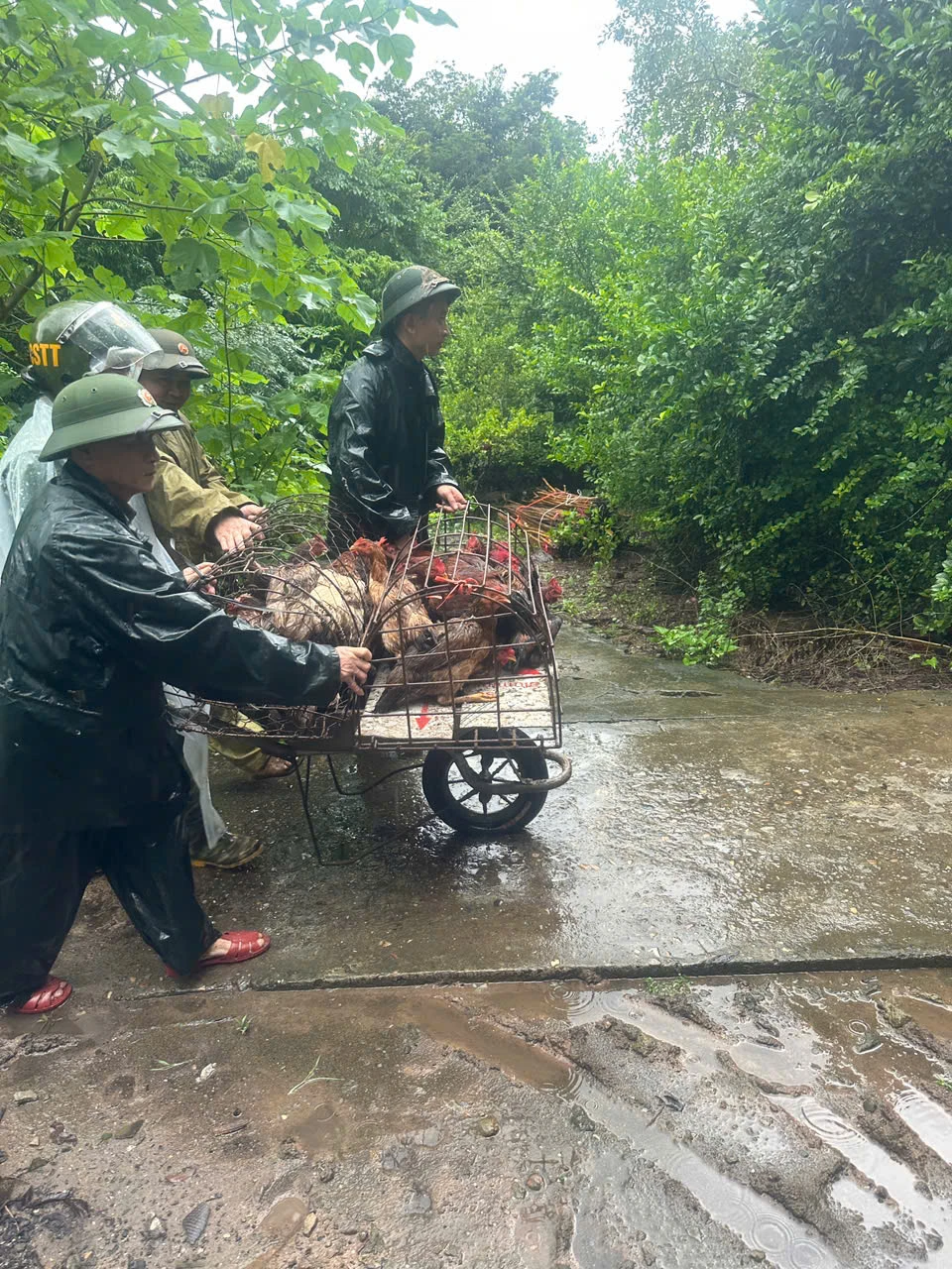 Các lực lượng trên địa bàn hỗ trợ các hộ dân bị ngập lụt di chuyển người, tài sản, vật nuôi đến nơi an toàn (ảnh phường Bình Minh cung cấp).