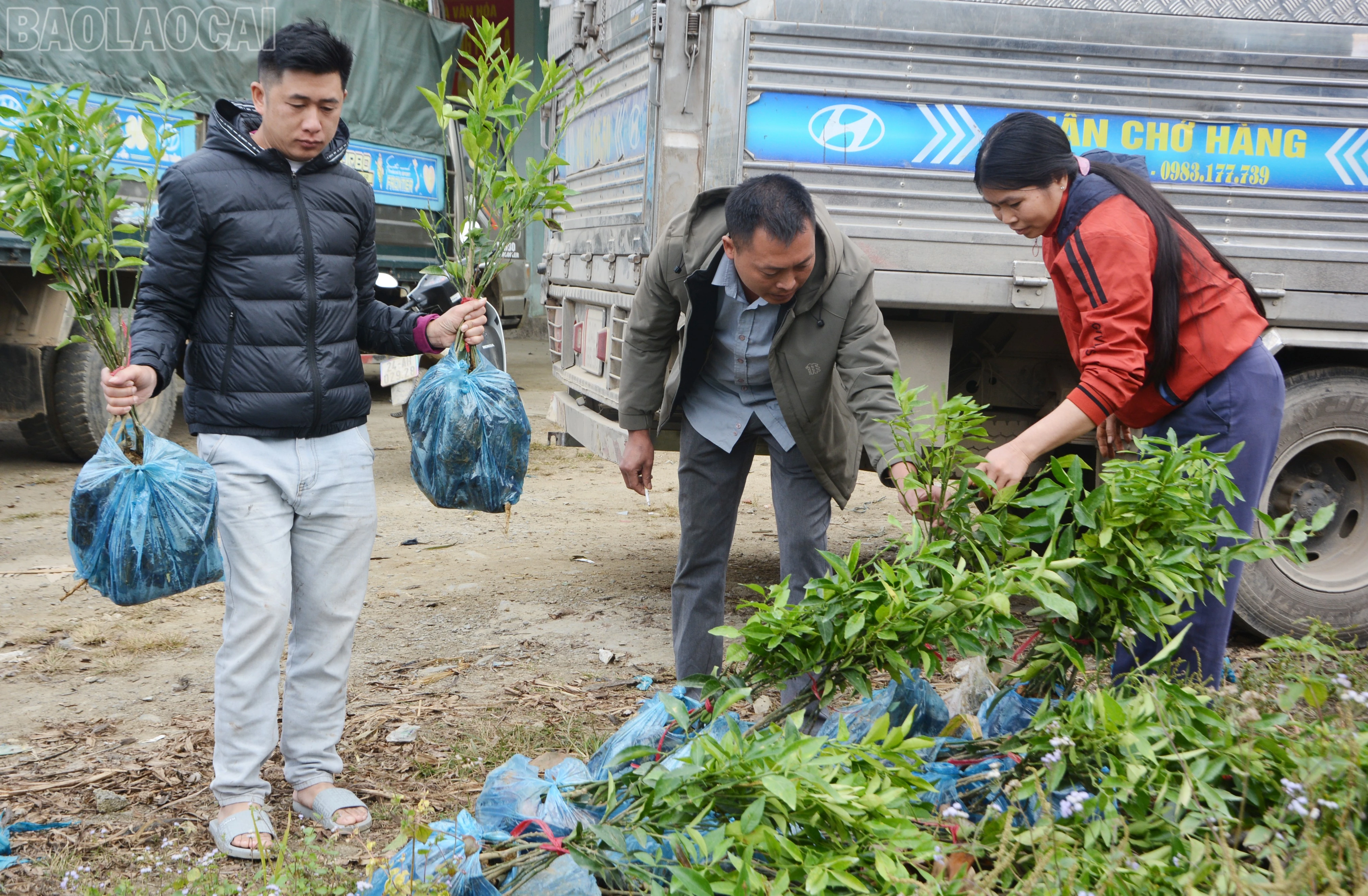 baolaocai-tl_dsc-0201.jpg