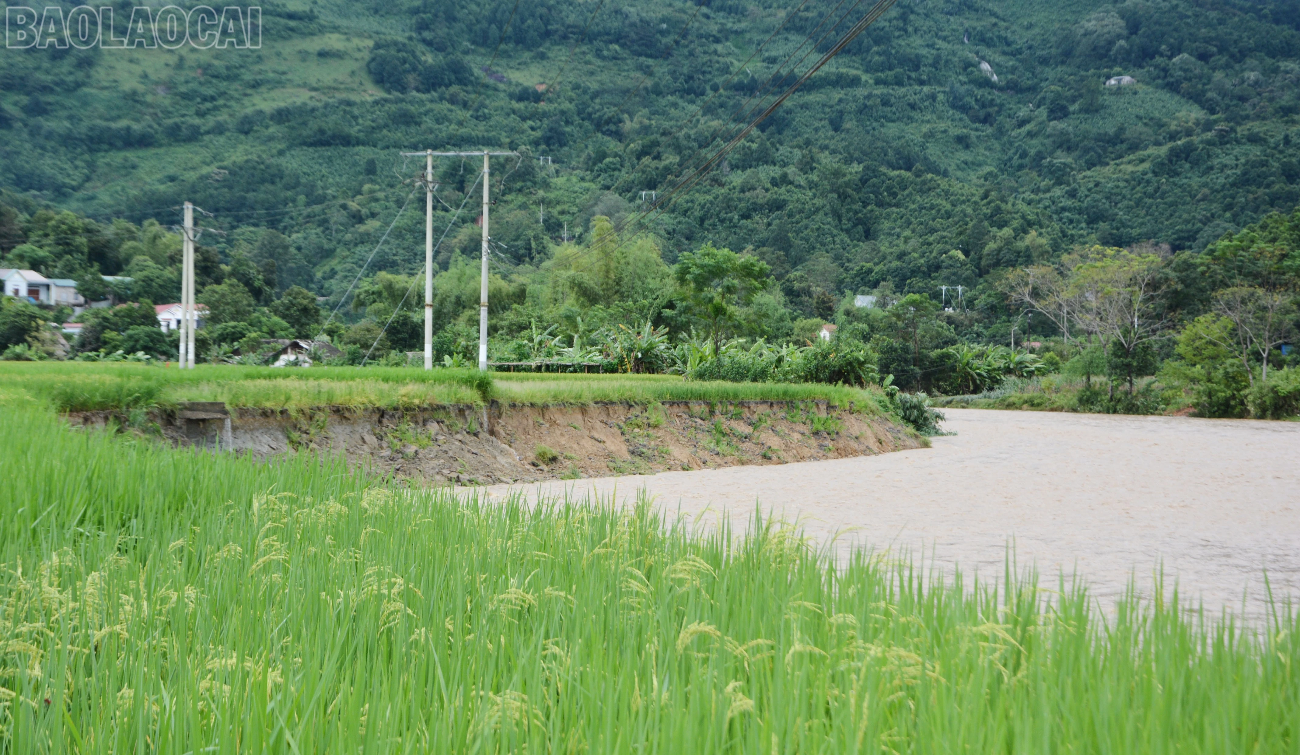 baolaocai-tl_dsc-8891.jpg