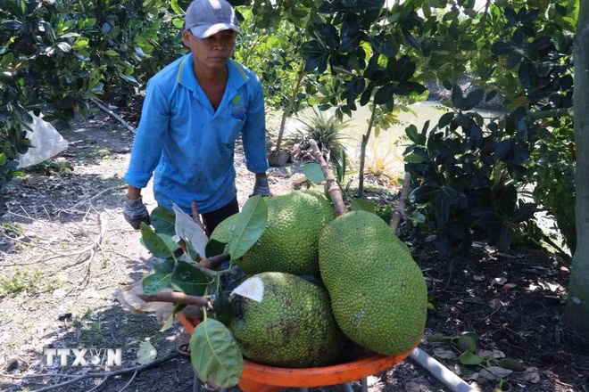 Thu hoạch mít tại vườn ở xã Tân Mỹ, huyện Thanh Bình (Đồng Tháp).