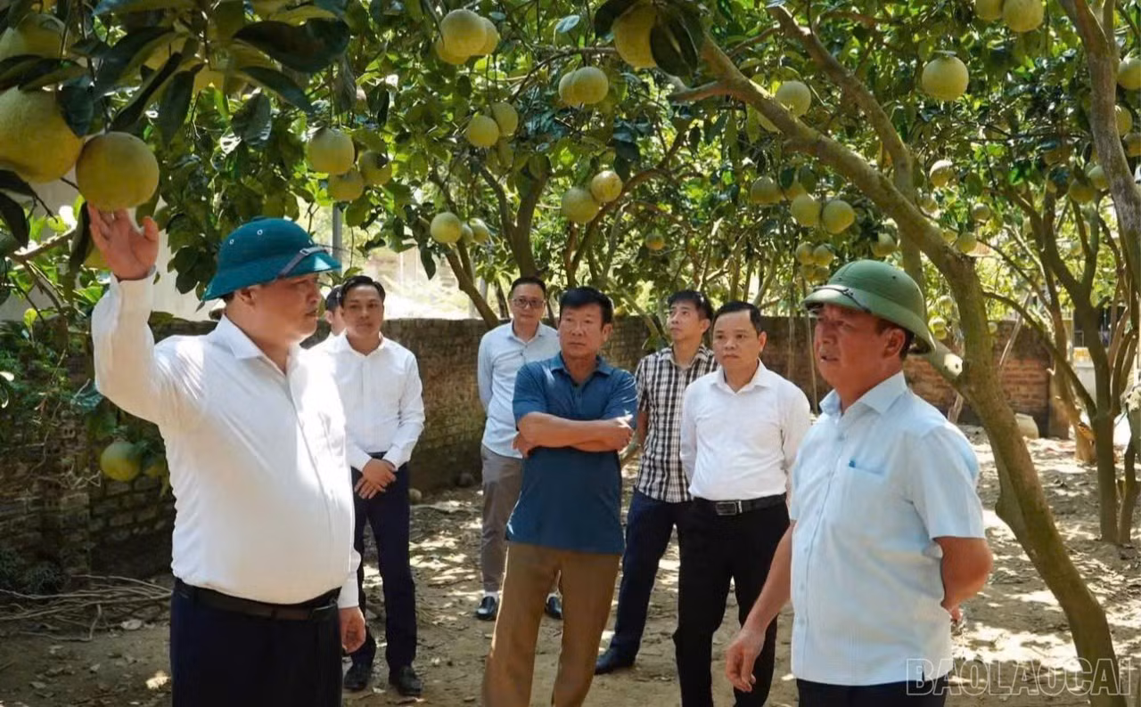 baolaocai-br_dong-chi-sung-a-lenh-tham-mo-hinh-trong-cay-an-qua-cua-gia-dinh-ong-pham-quang-huyen-tai-to-dan-pho-quan-chanh.jpg