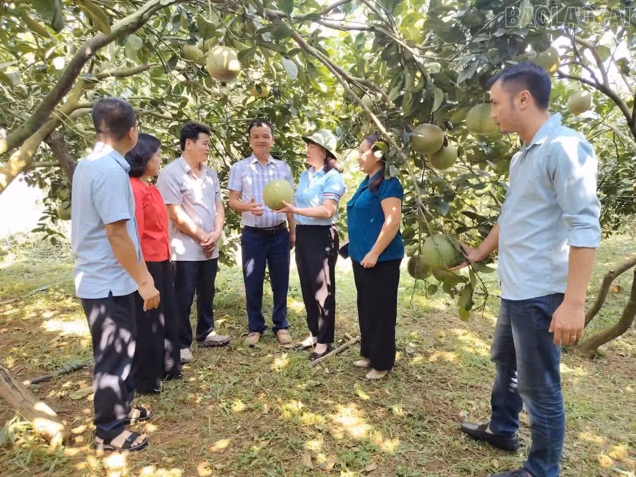 baolaocai-tr_dong-chi-do-thi-thanh-nga-kiem-tra-vuon-buoi-cua-gia-dinh-ong-phan-dang-luong-tai-to-dan-pho-7-phuong-trung-tam-544.jpg