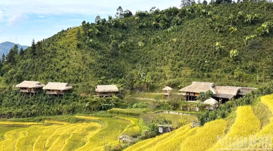 Mùa vàng ở Bản Liền, Lào Cai. (Ảnh: THANH SƠN)