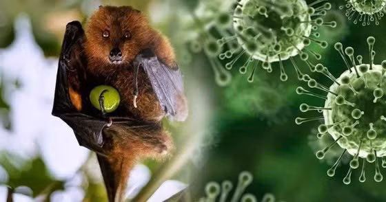 Nguồn lây virus Nipah chủ yếu từ dơi ăn quả.