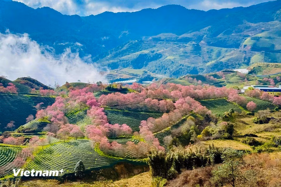 vnp-sapa-21.jpg