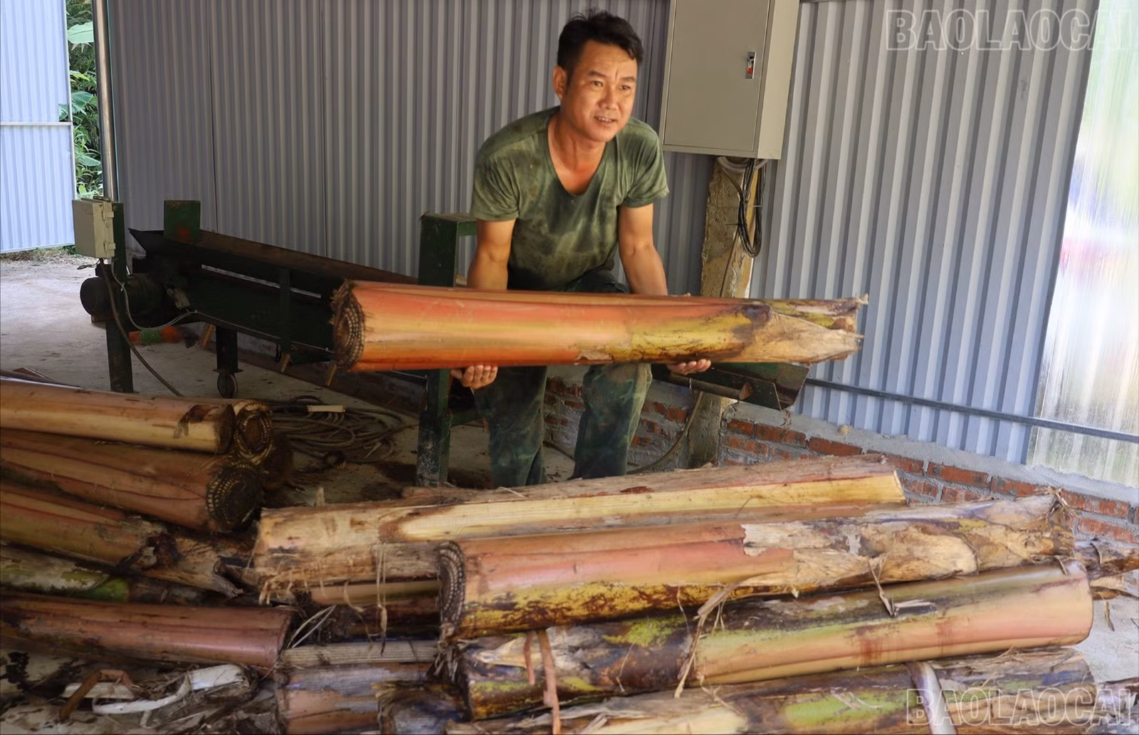 baolaocai-tr-cay-chuoi-duoc-thu-gom-de-tuot-soi.jpg