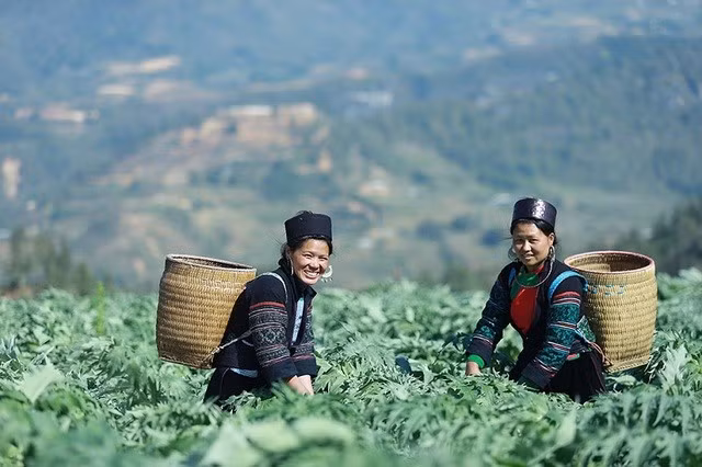 Bảo tồn và nghiên cứu khoa học những bài thuốc bản địa của người Mông là cách giúp phát huy giá trị của y học dân gian trong việc chăm sóc sức khỏe cộng đồng.