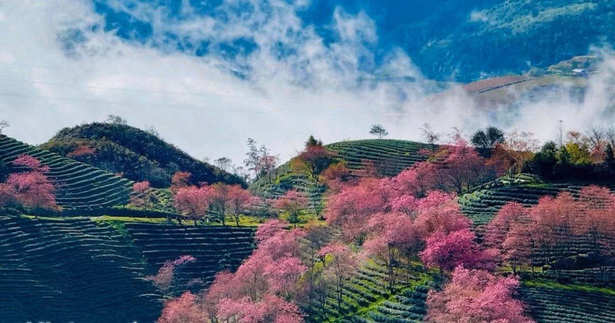 sapa-7-1767715394559505251236-66.jpg