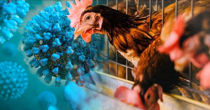 Cúm gia cầm là bệnh do virus cúm A gây ra, chủ yếu lưu hành ở chim và gia cầm.