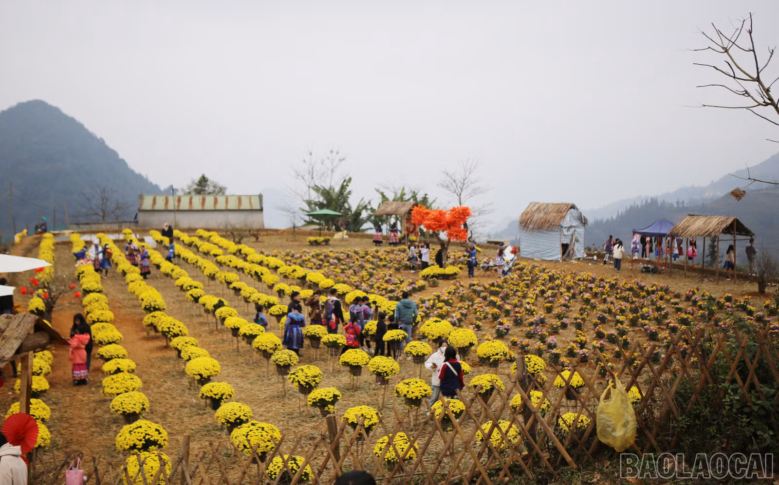 baolaocai-br_si-15.jpg