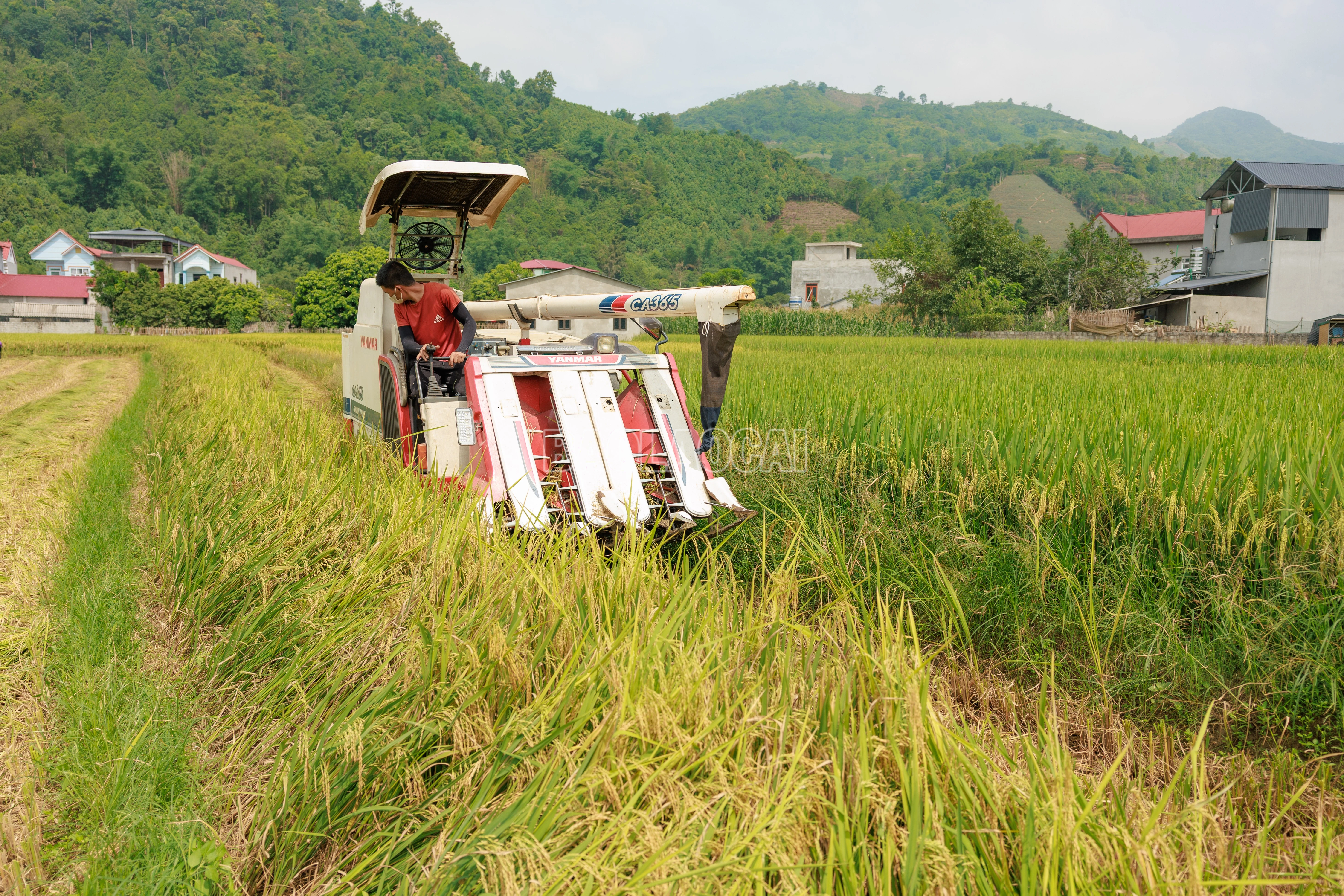 baolaocai-c_900a9811.jpg