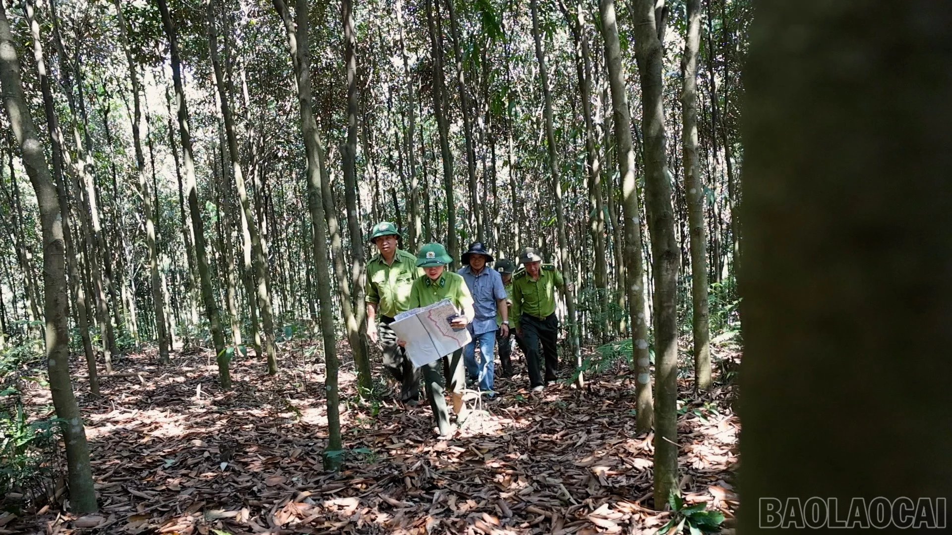 baolaocai-br_6-9392.jpg