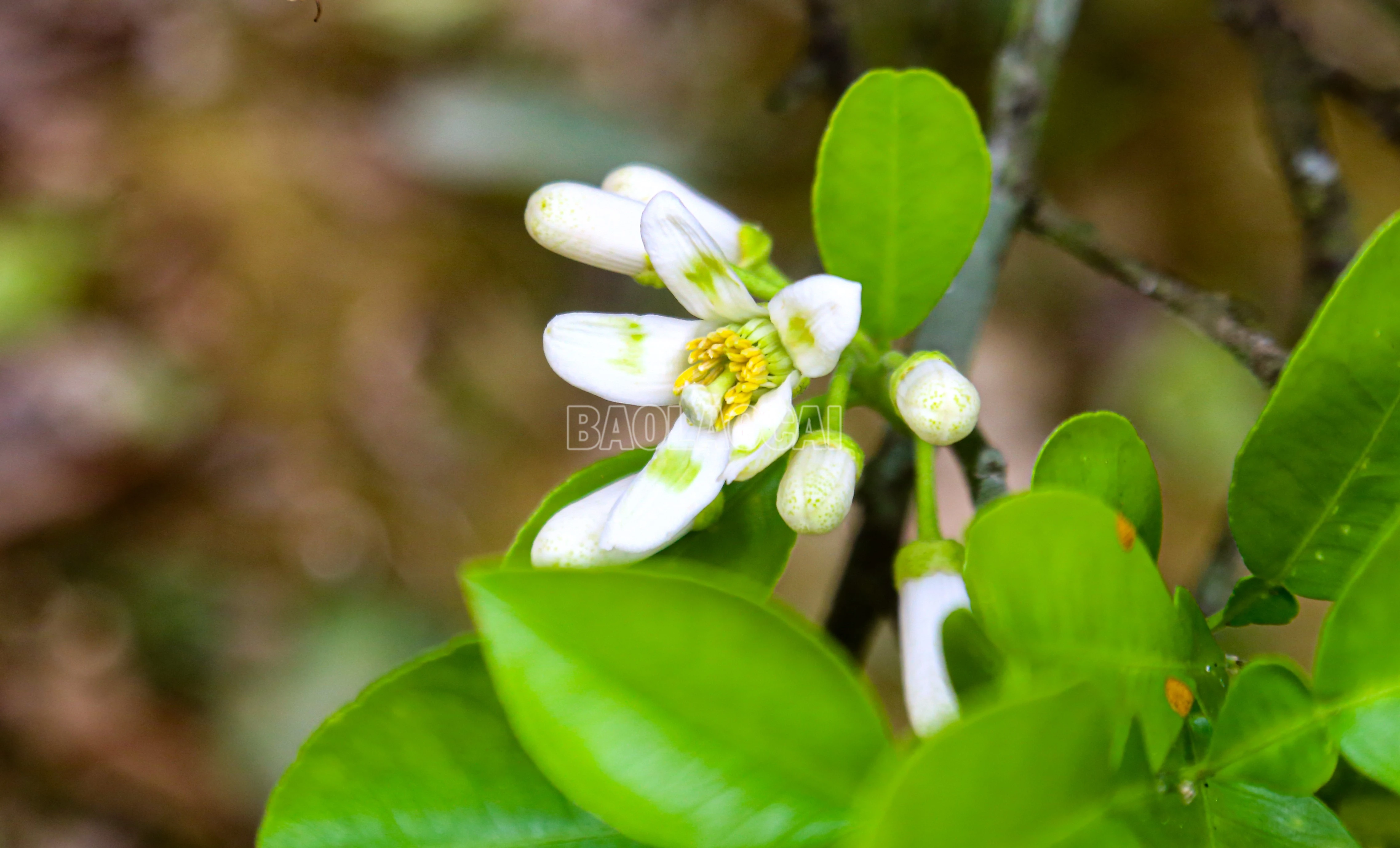 baolaocai-c_img-1792.jpg