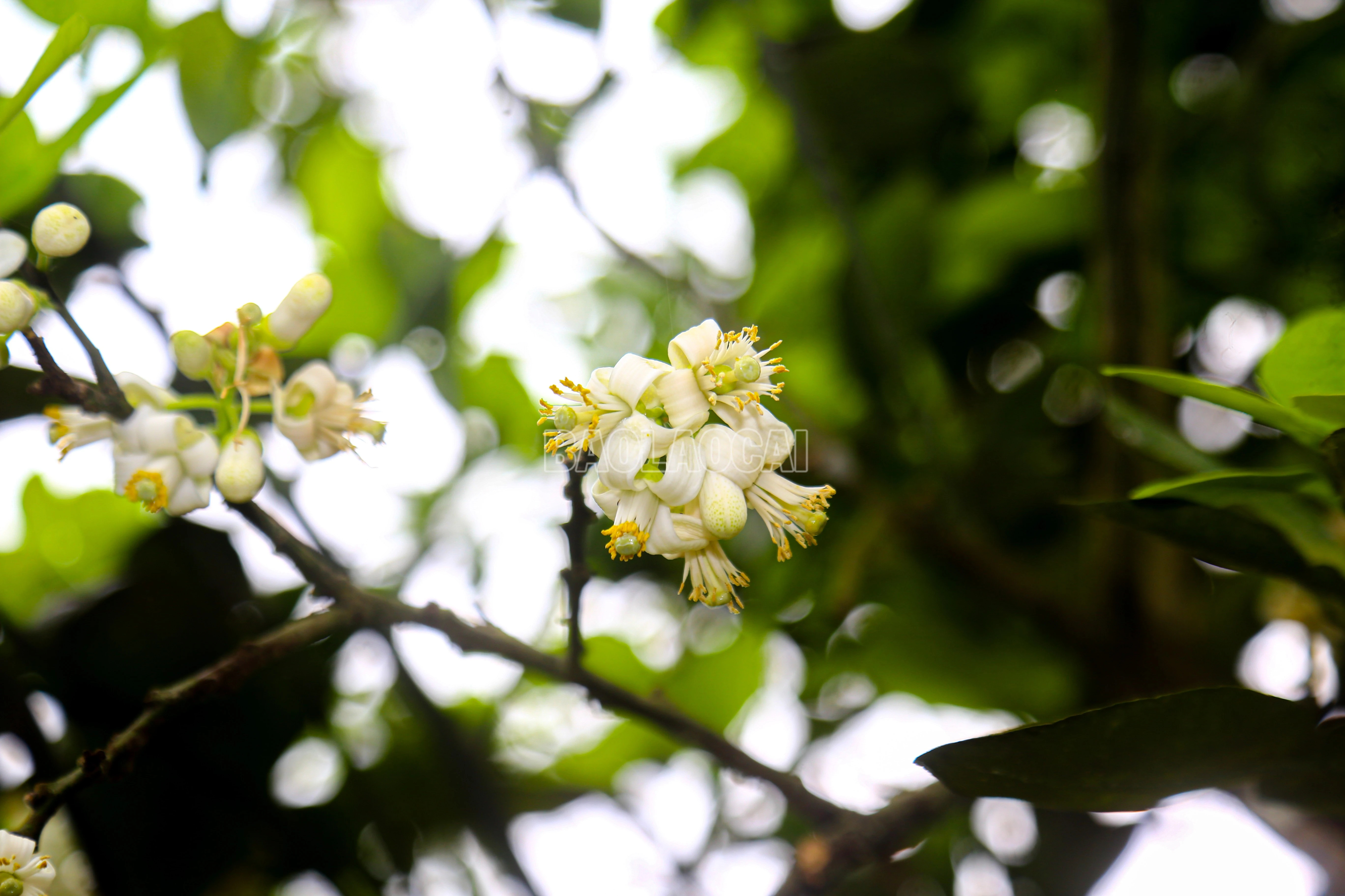 baolaocai-c_img-1782.jpg