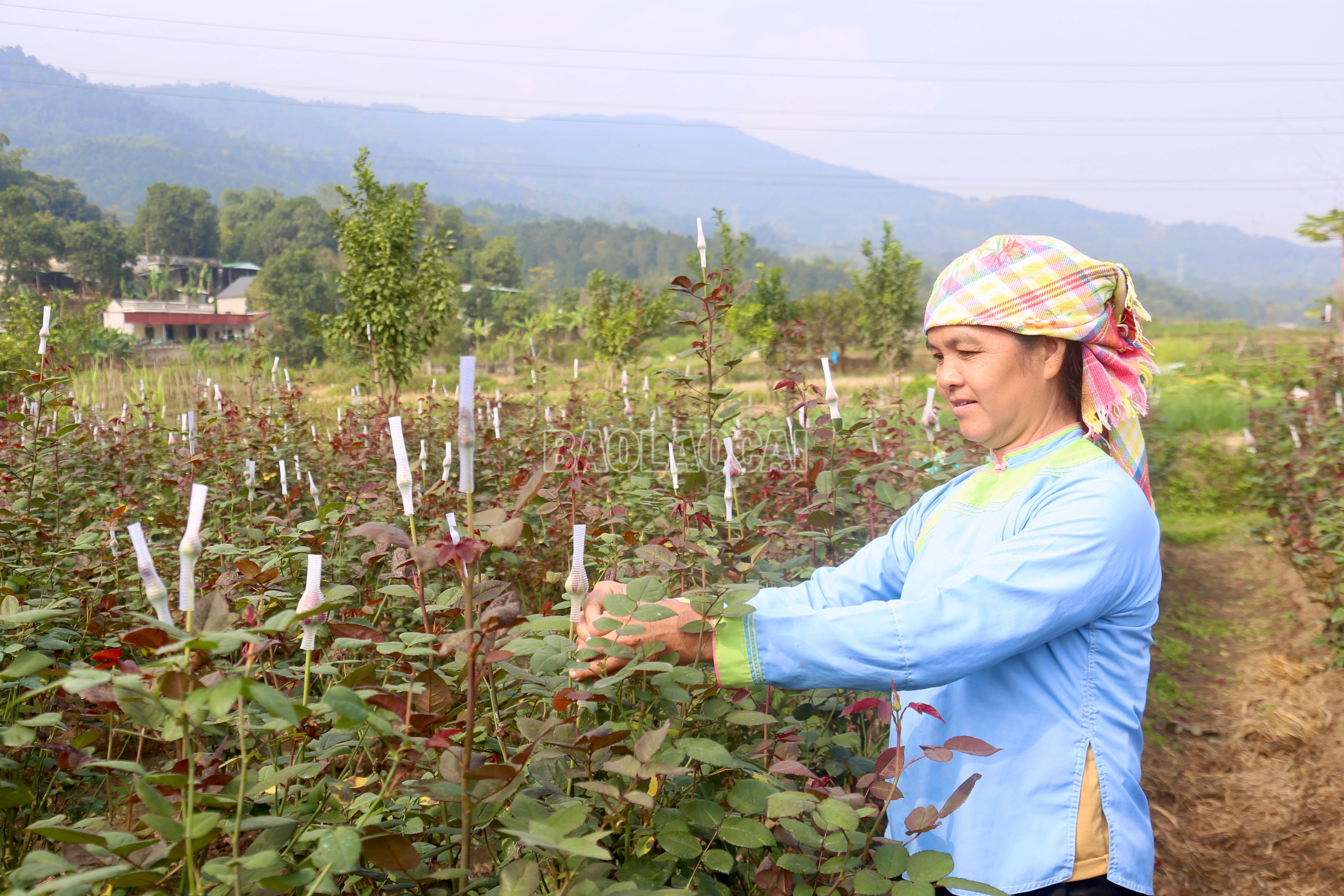 baolaocai-c_img-0391.jpg