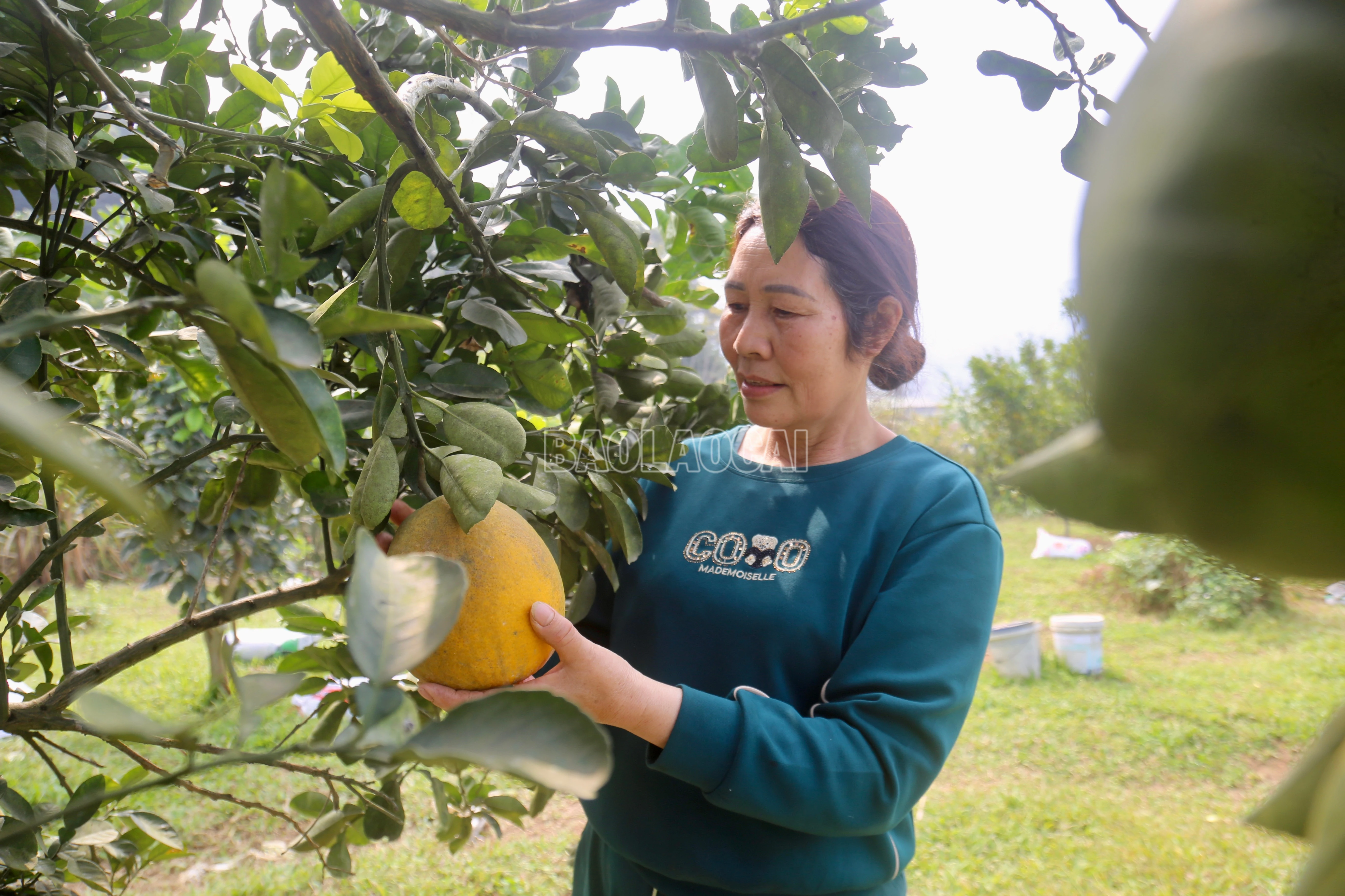 baolaocai-c_img-0404.jpg