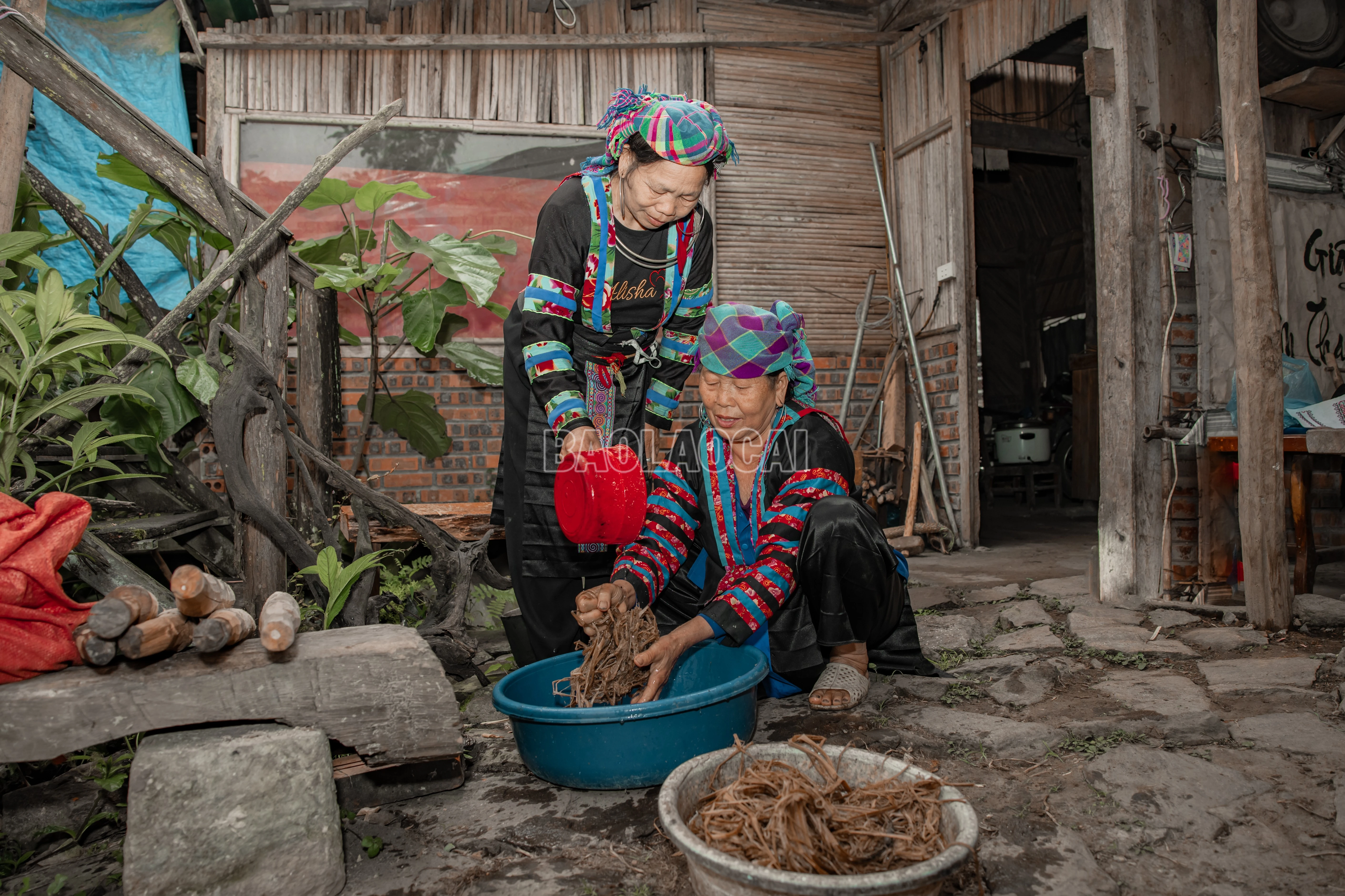 baolaocai-c_900a1365.jpg