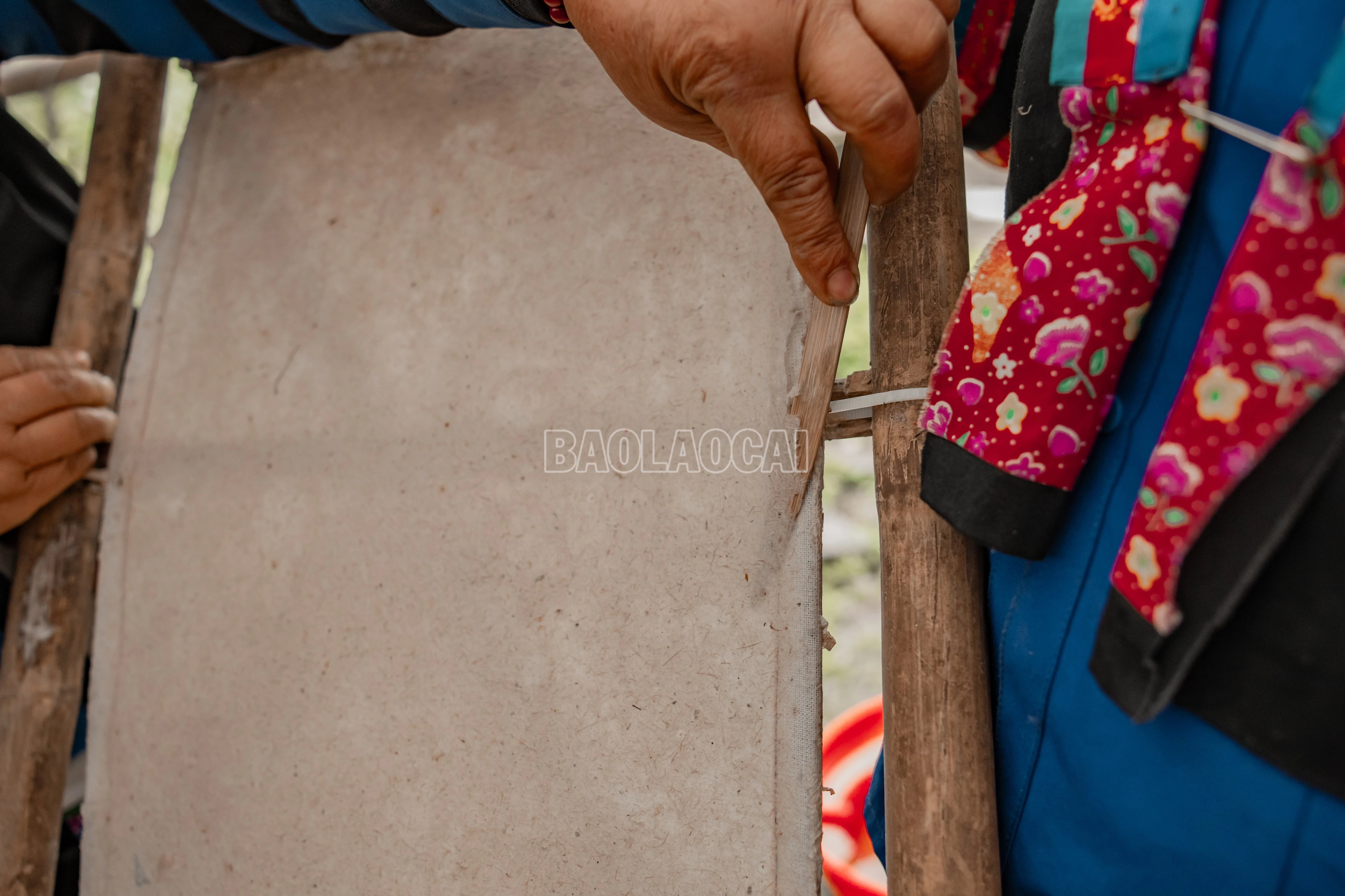 baolaocai-c_900a1503.jpg