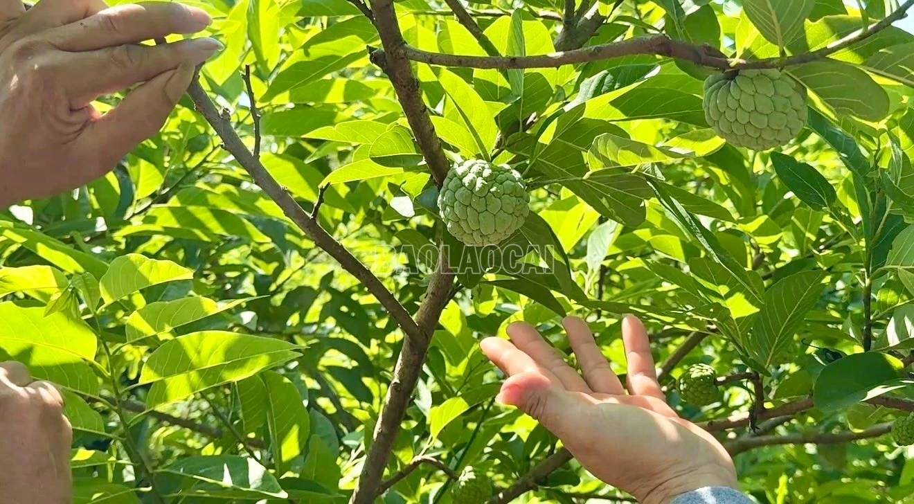 baolaocai-c_img-5422.jpg