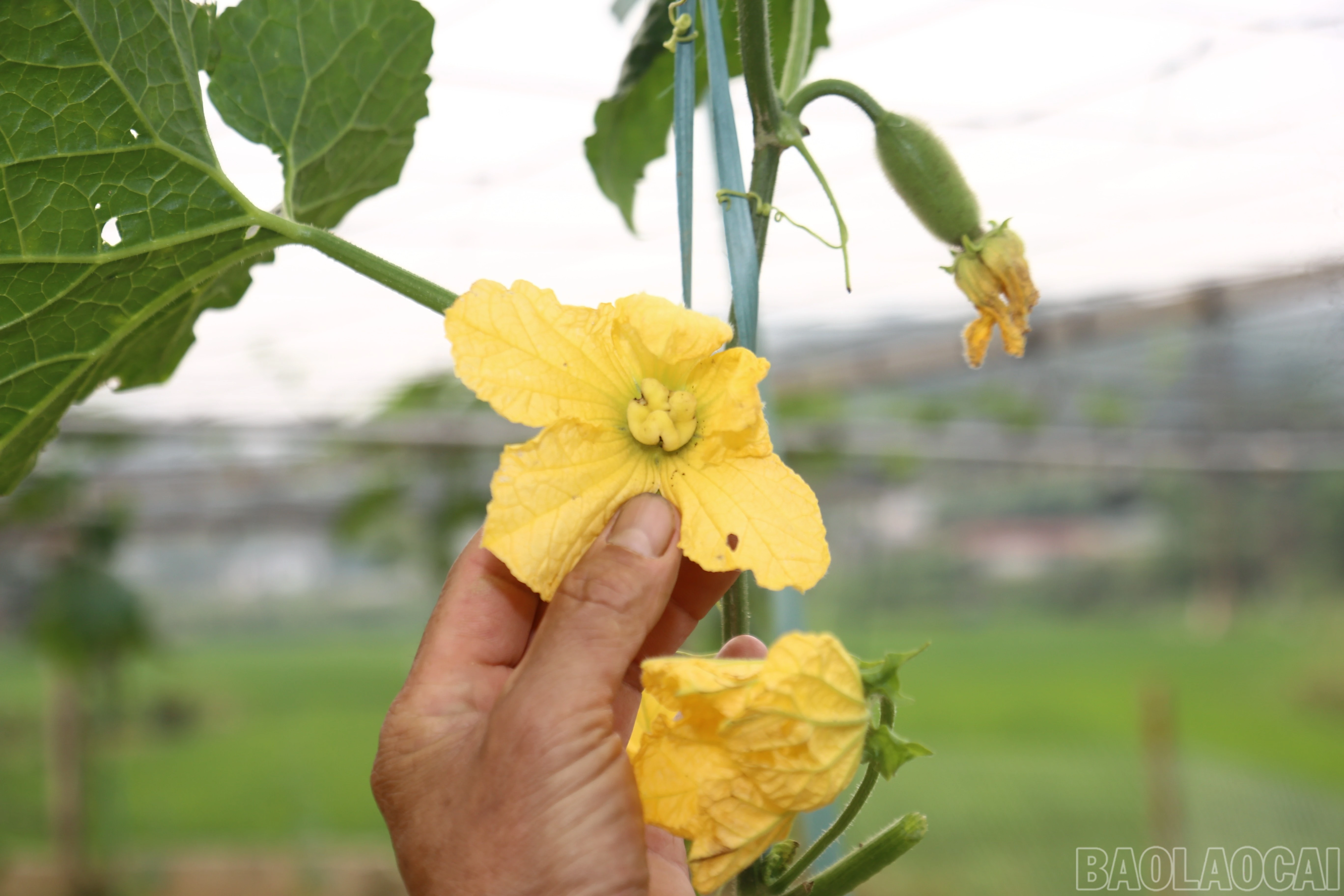 baolaocai-br_img-8291.jpg