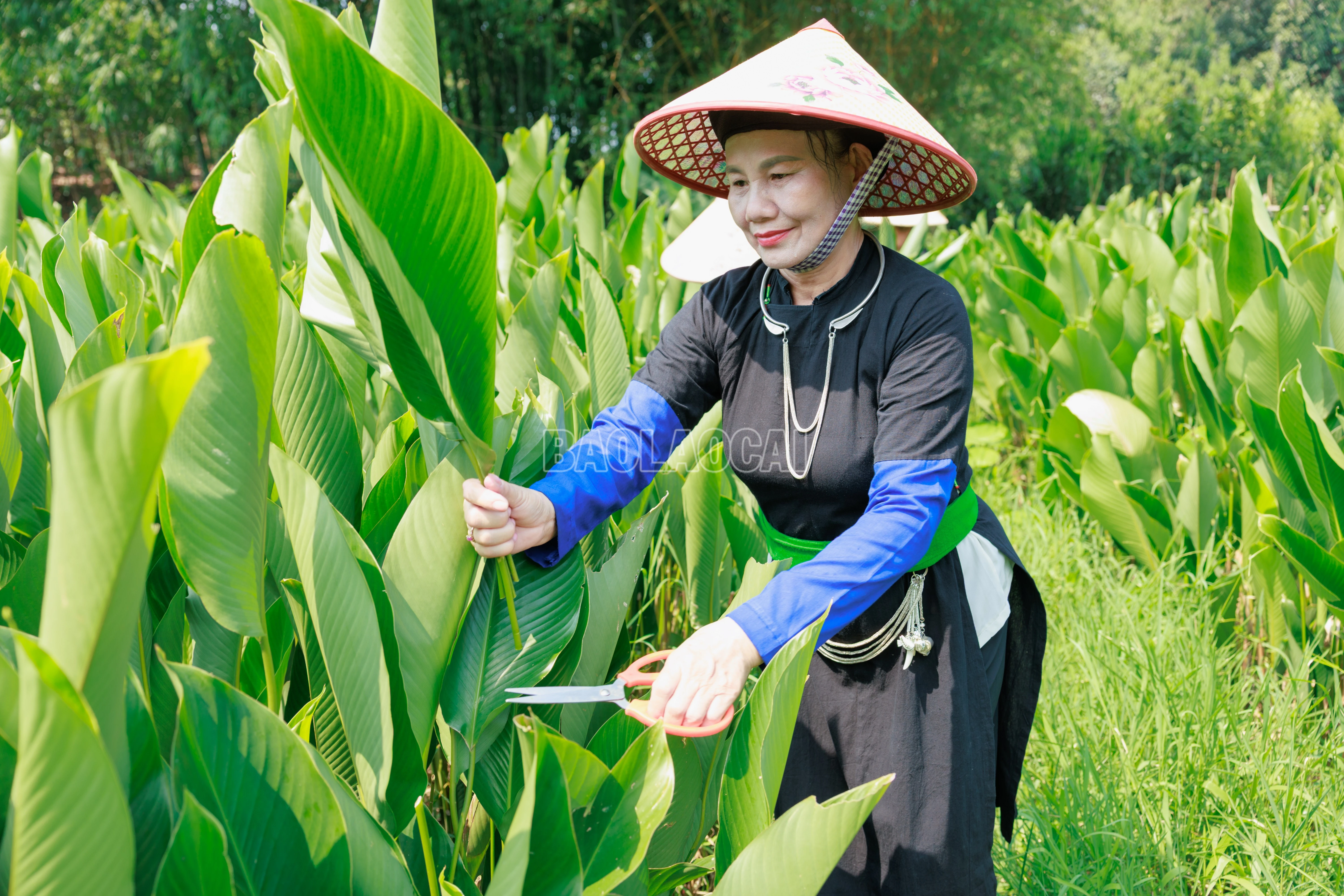 baolaocai-c_900a8667.jpg