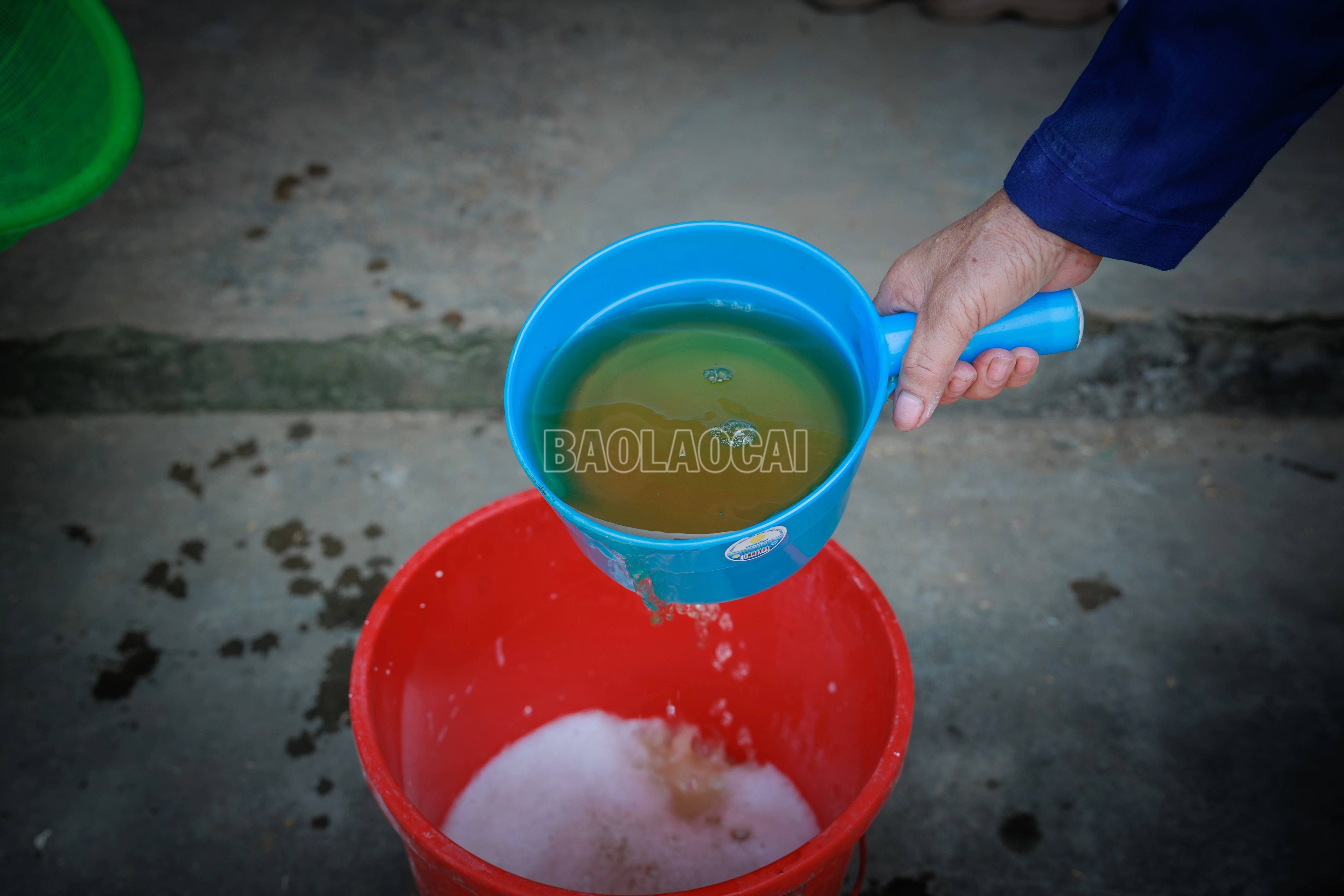 baolaocai-c_900a8848.jpg