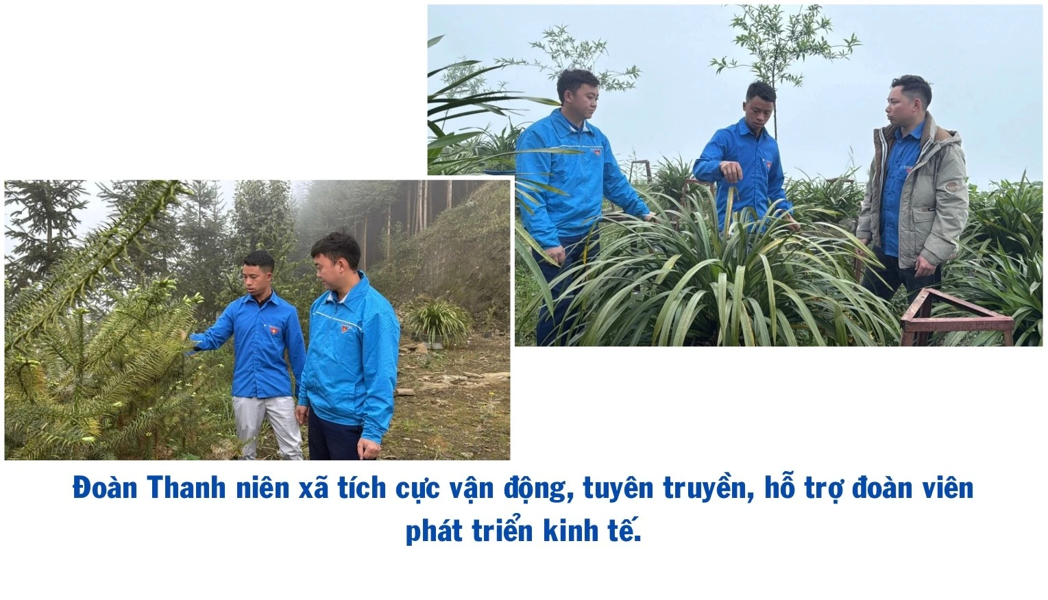 ngo-thu-nhap-bap-benh-trong-khi-chuoi-bi-benh-khien-gia-dinh-anh-ho-gap-kho-497.jpg