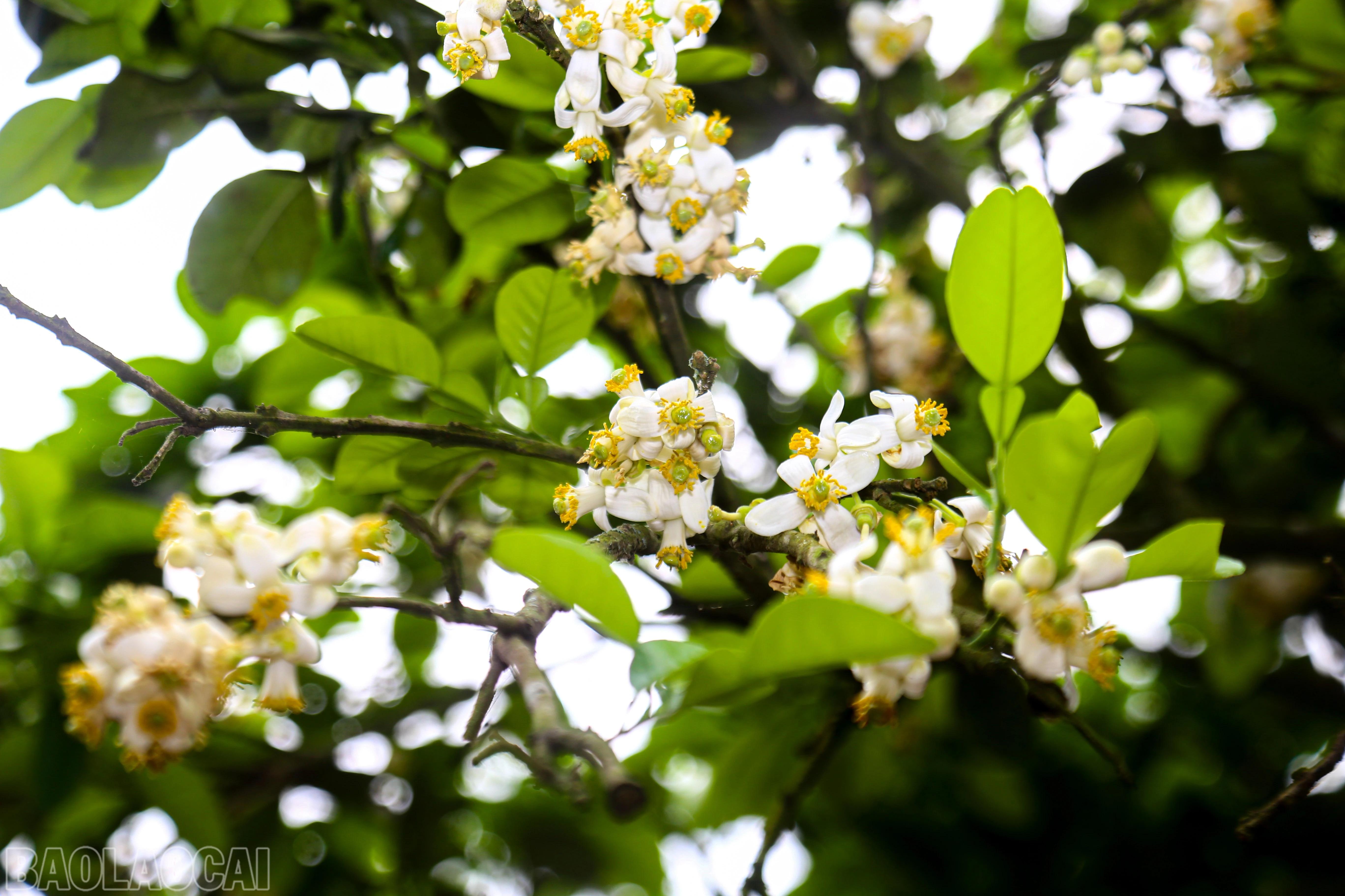 baolaocai-bl_img-1801.jpg