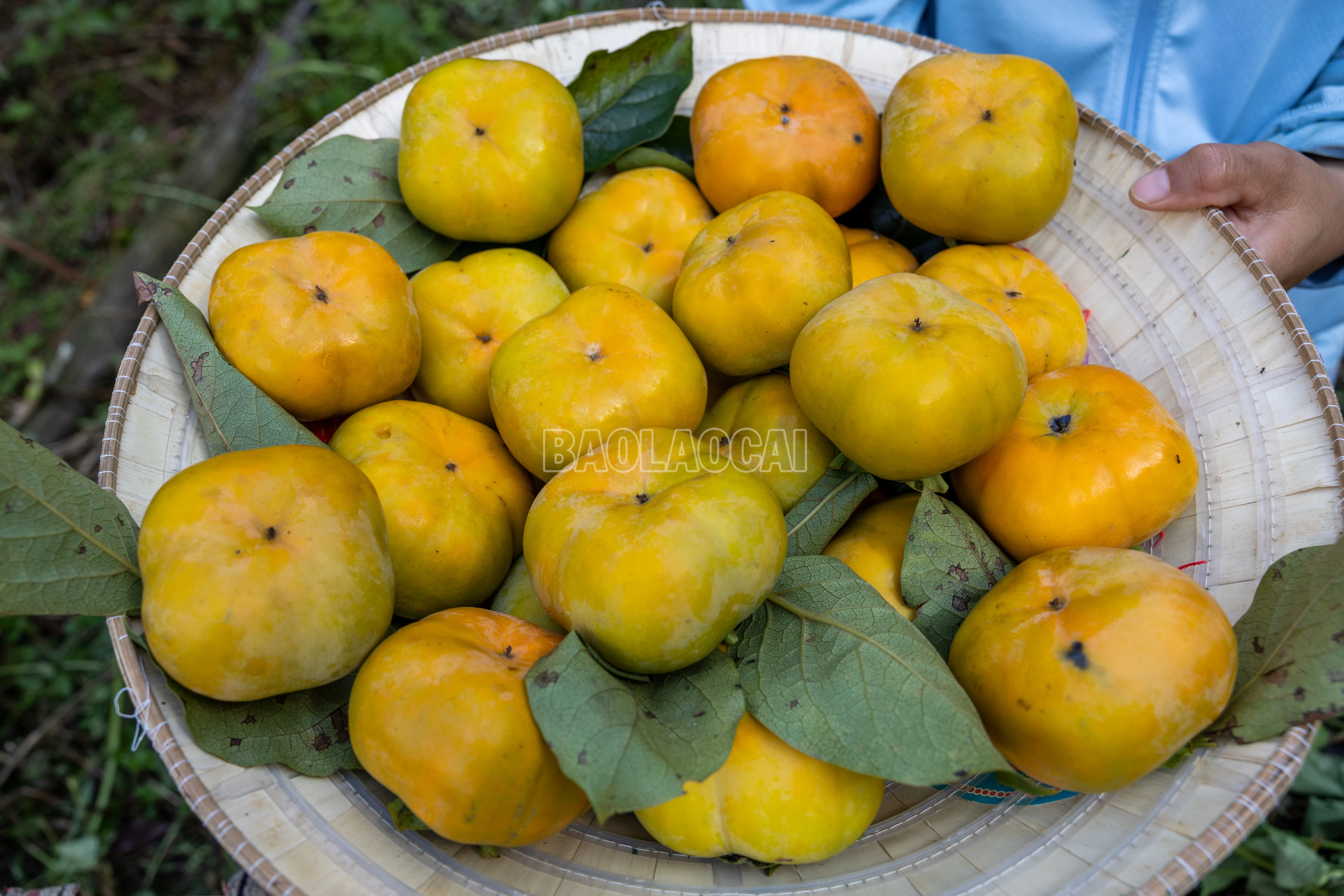baolaocai-c_900a1259.jpg
