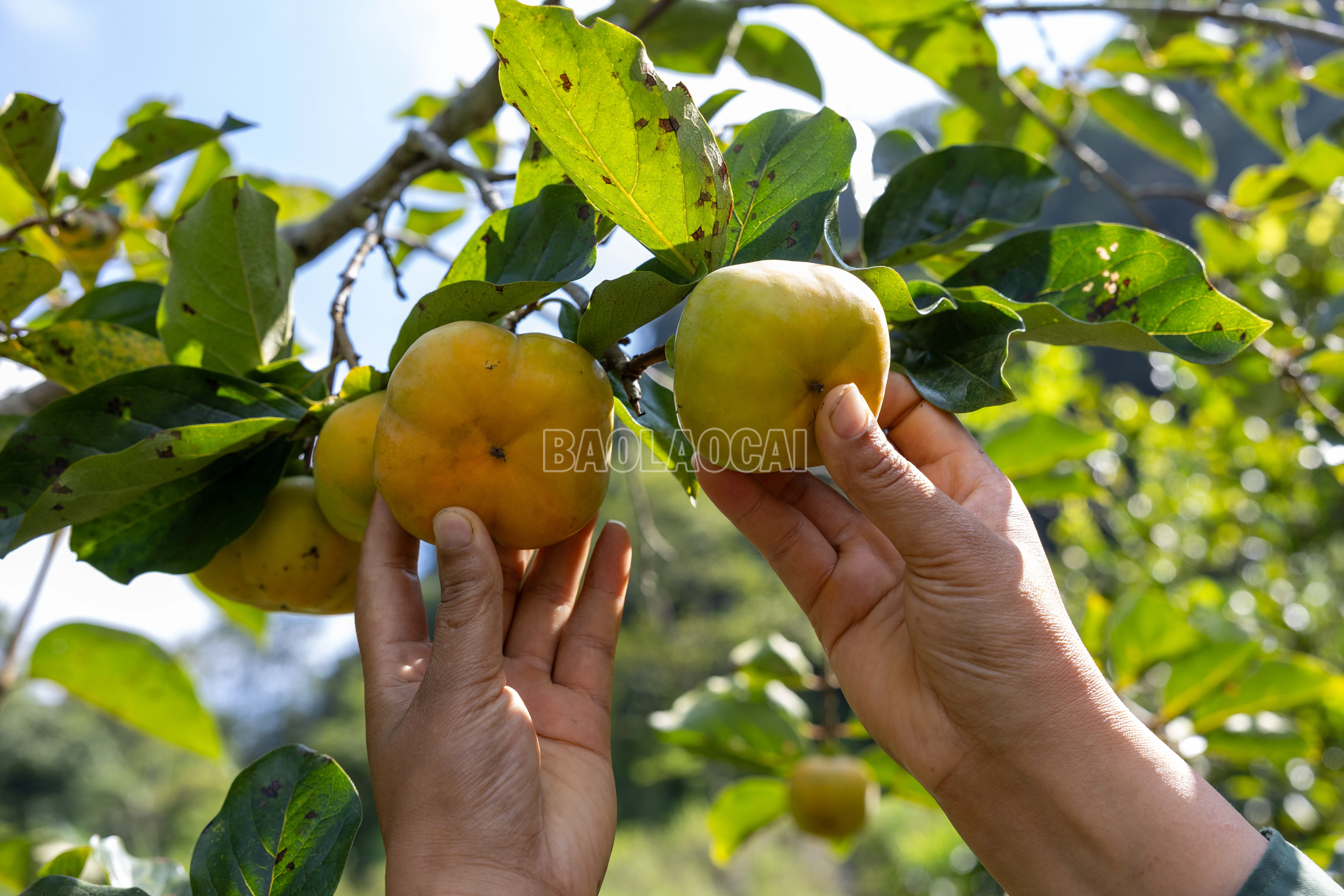 baolaocai-c_900a1176.jpg