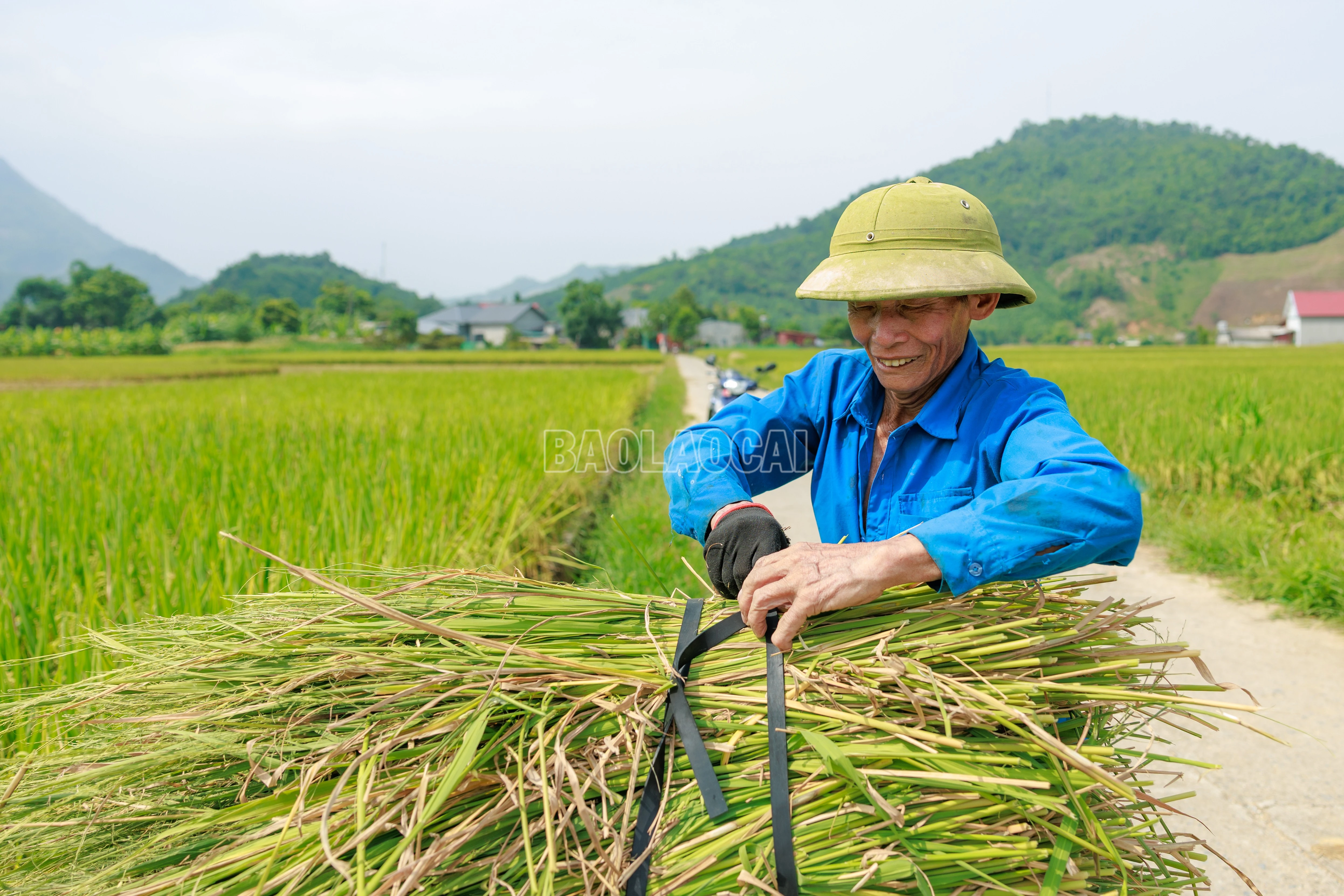 baolaocai-c_900a9629.jpg