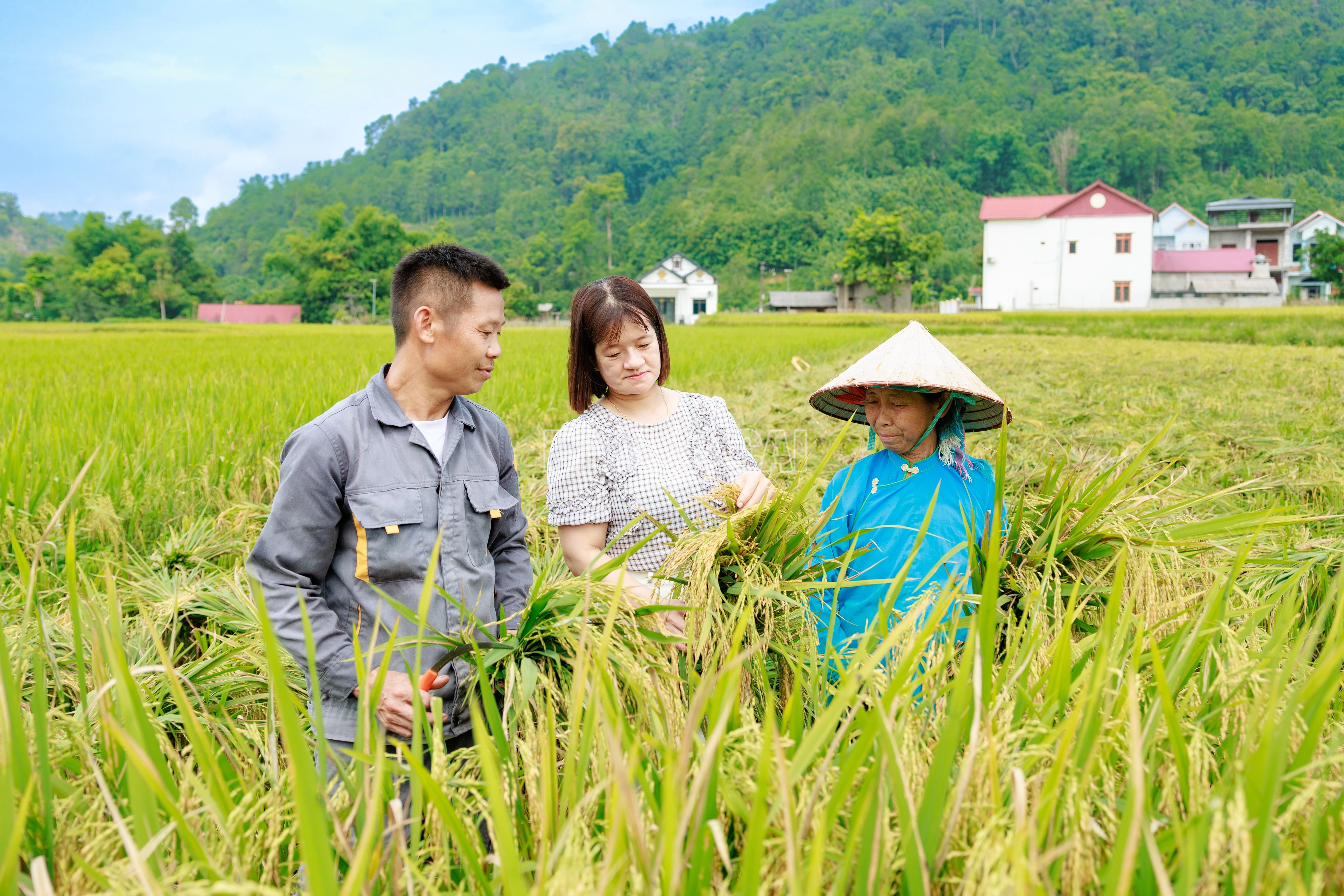 baolaocai-c_900a9603.jpg