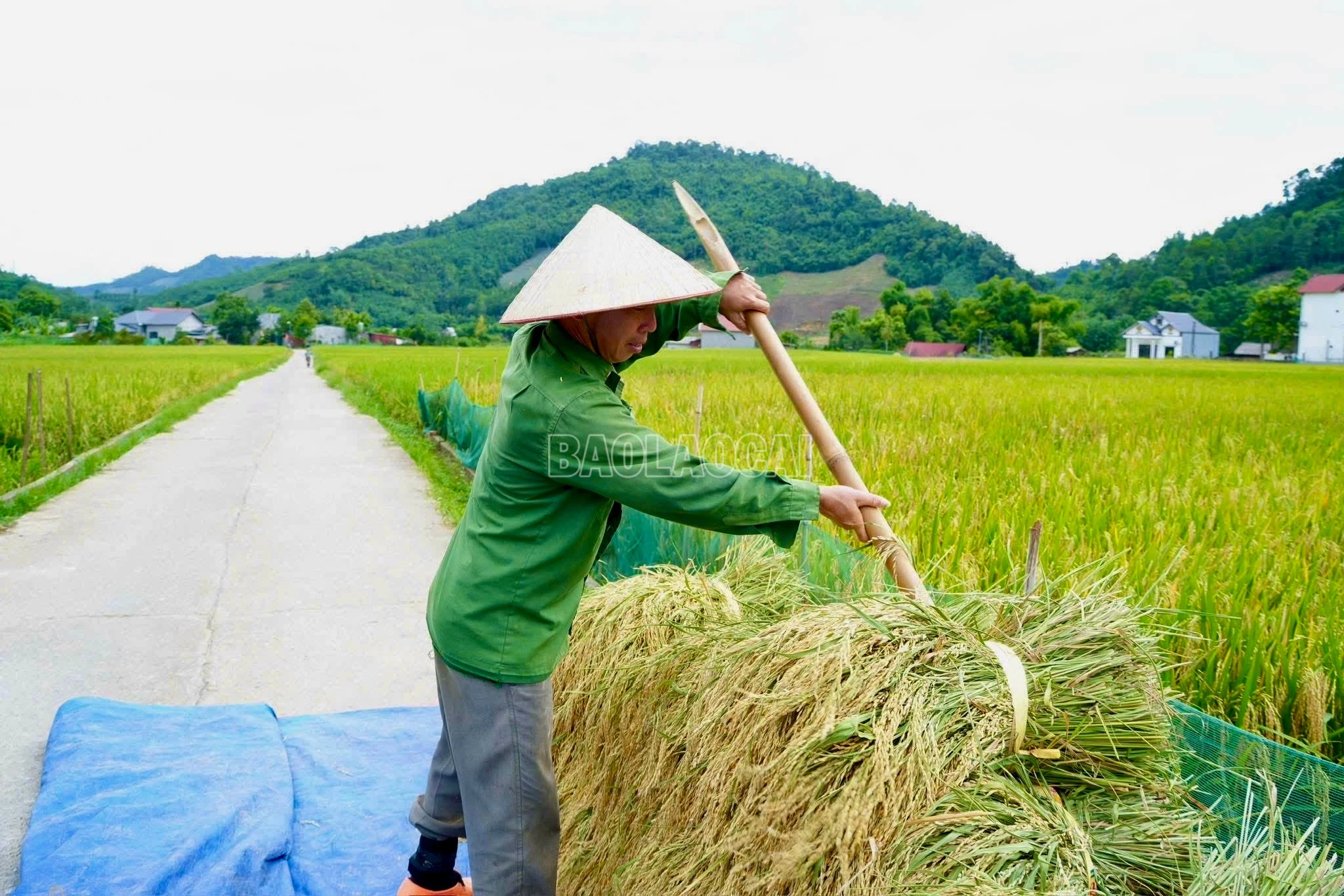 baolaocai-c_img-6096.jpg
