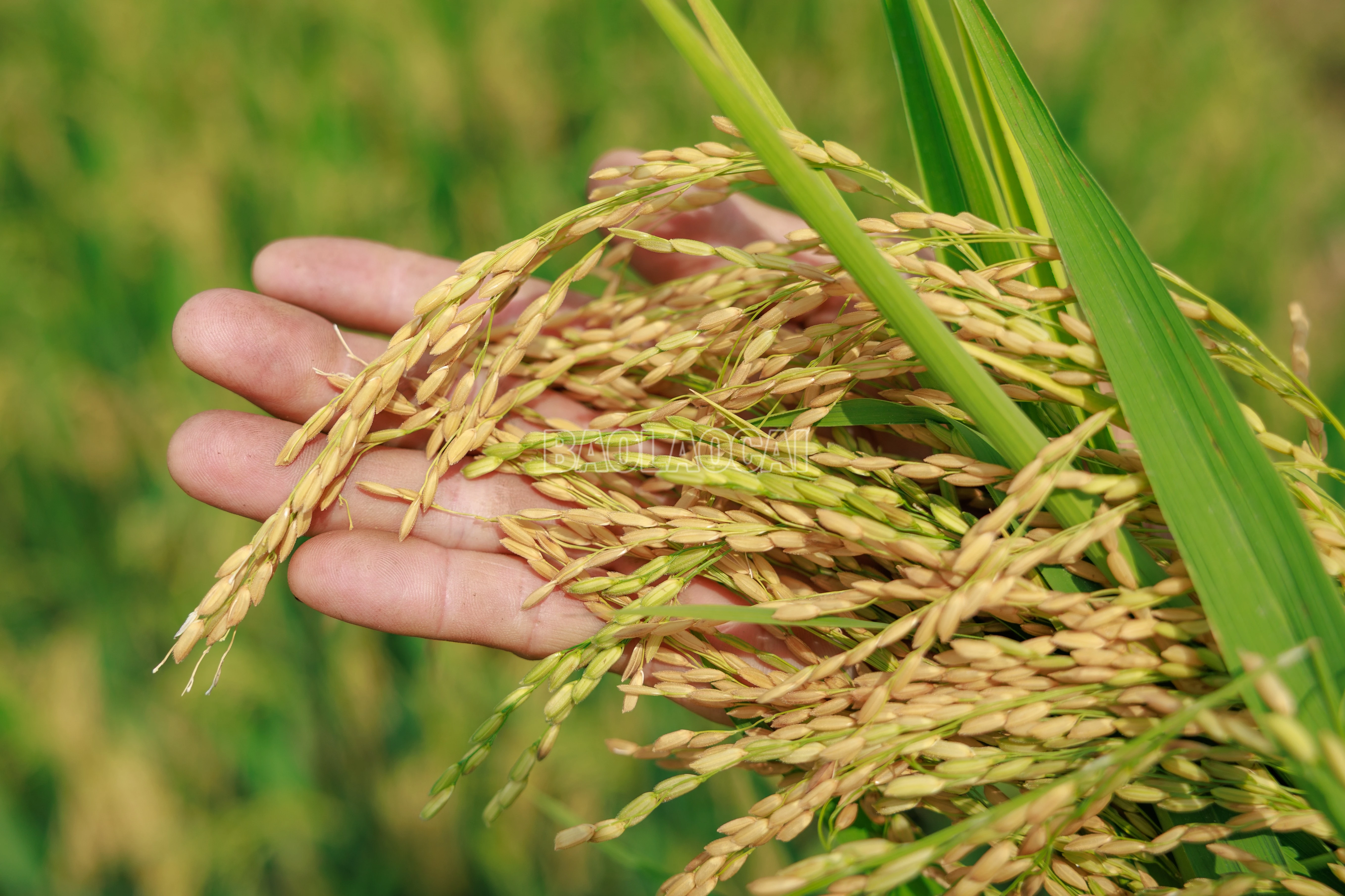 baolaocai-c_900a9726.jpg