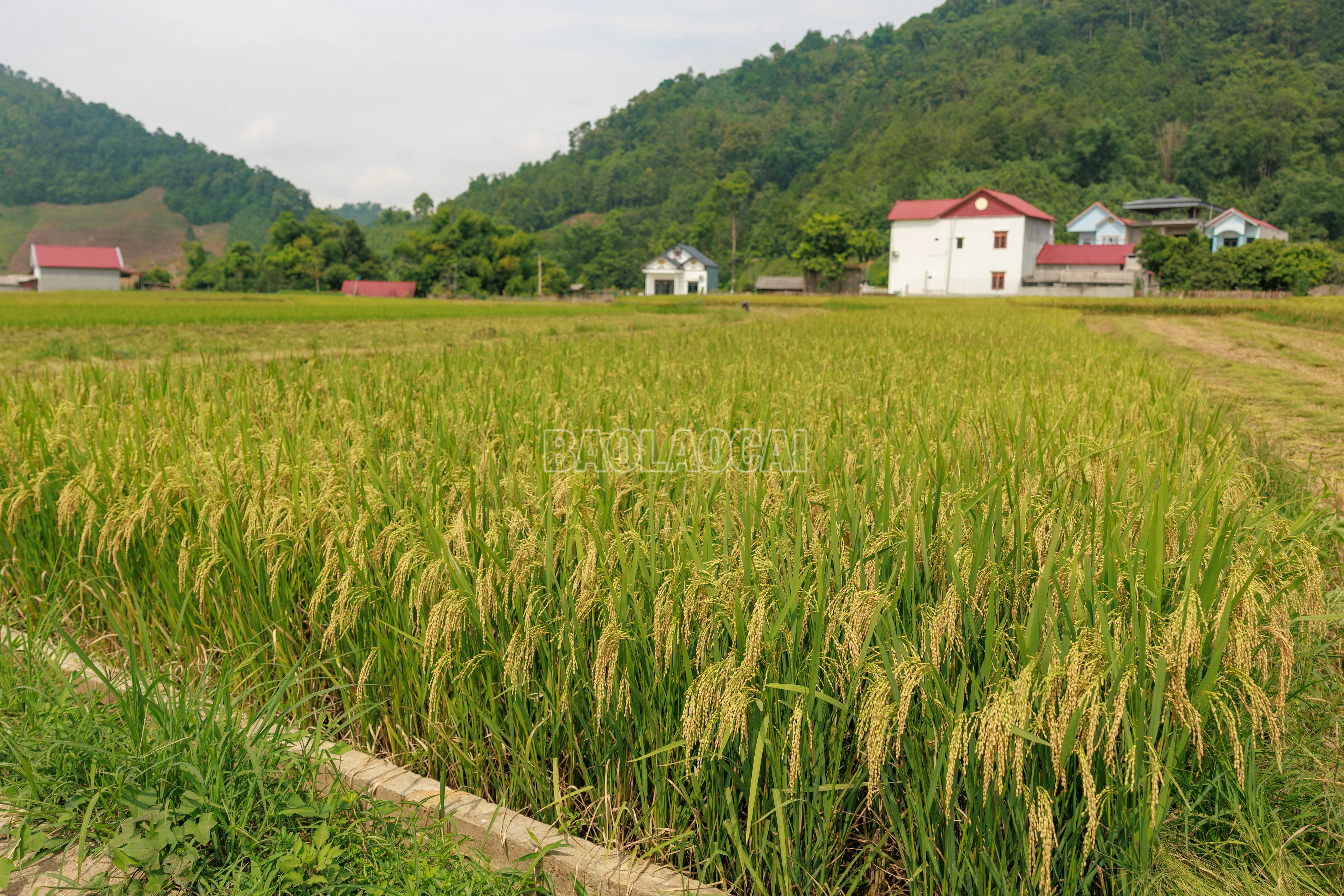 baolaocai-c_900a9760.jpg