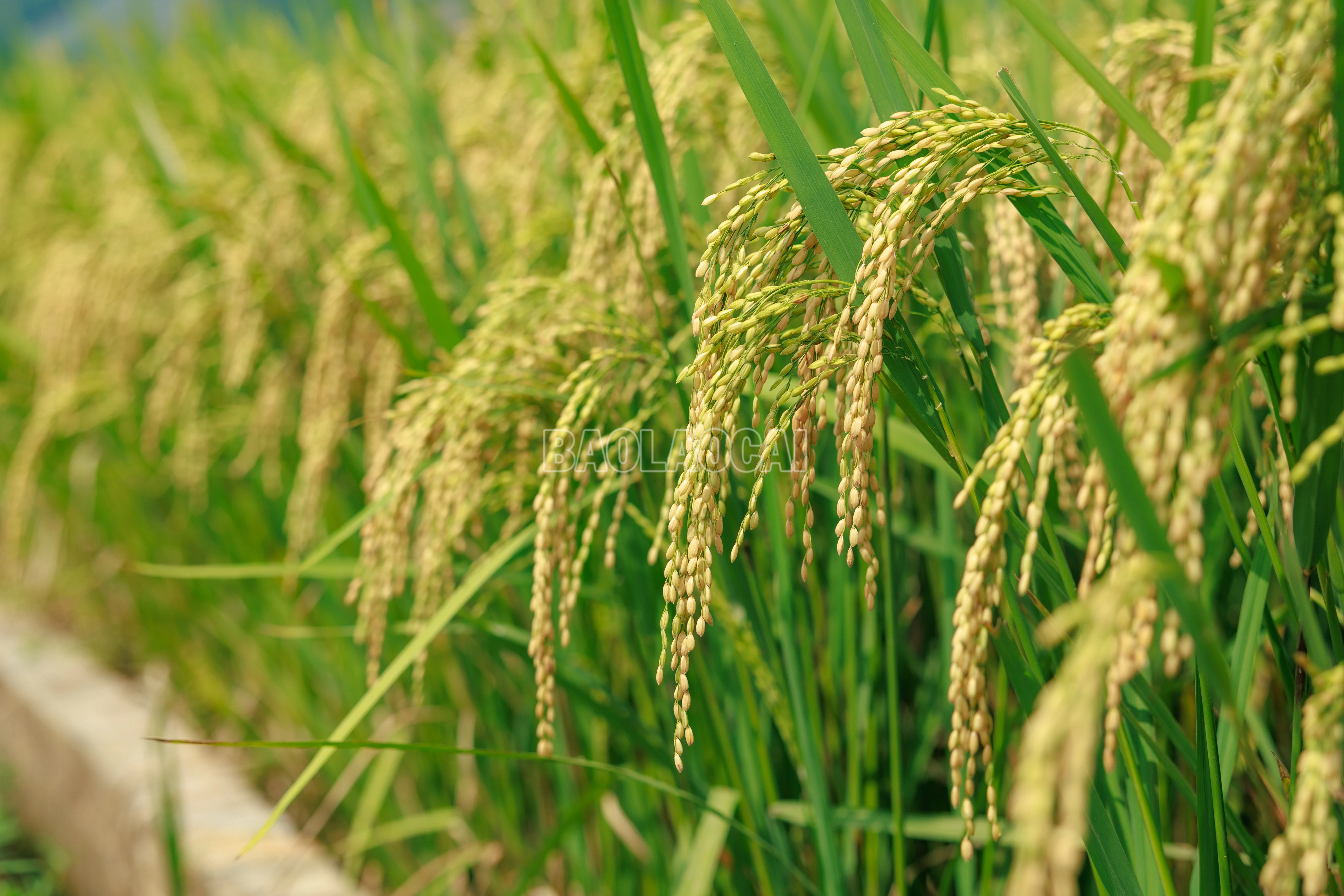 baolaocai-c_900a9719.jpg