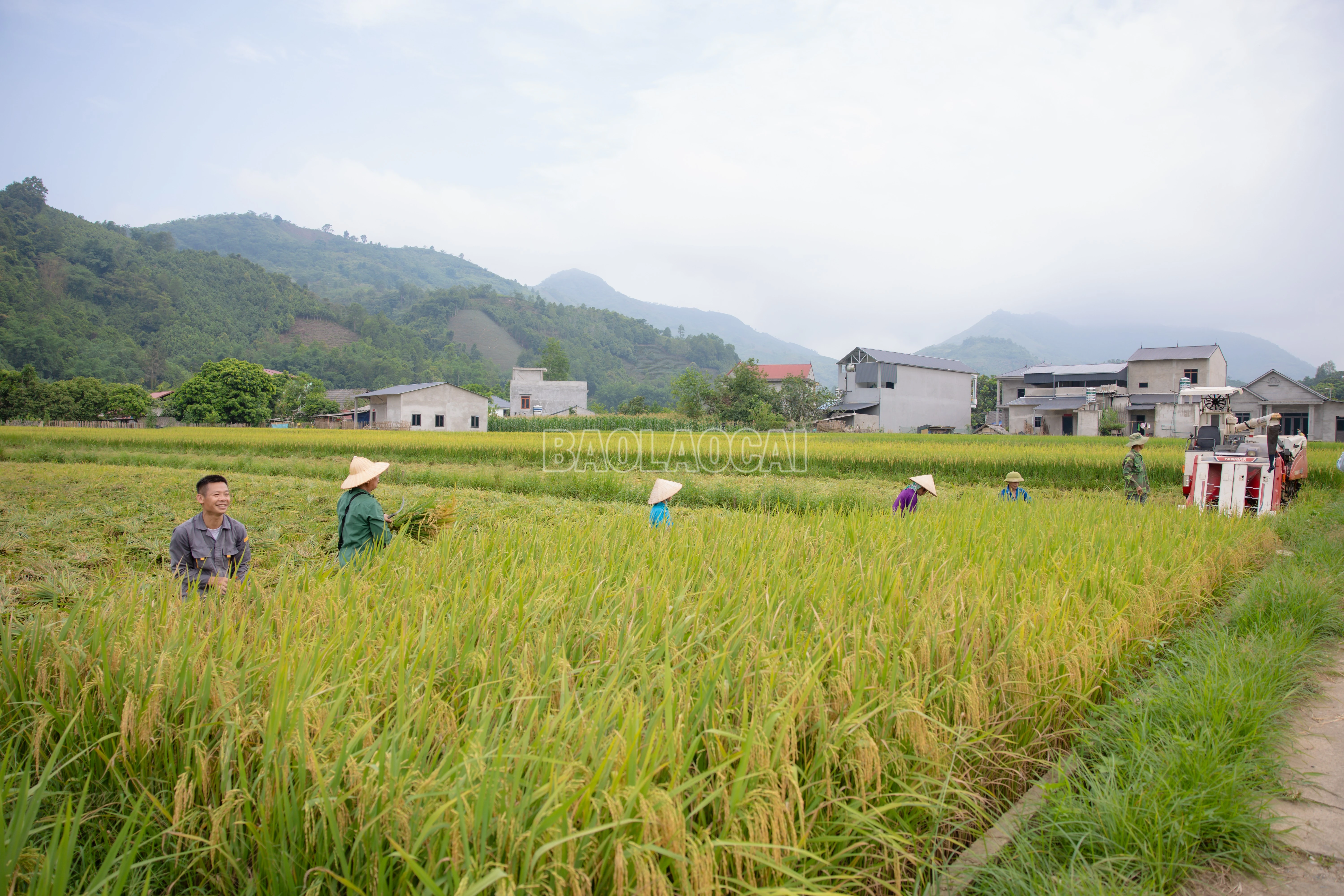 baolaocai-c_900a9548.jpg
