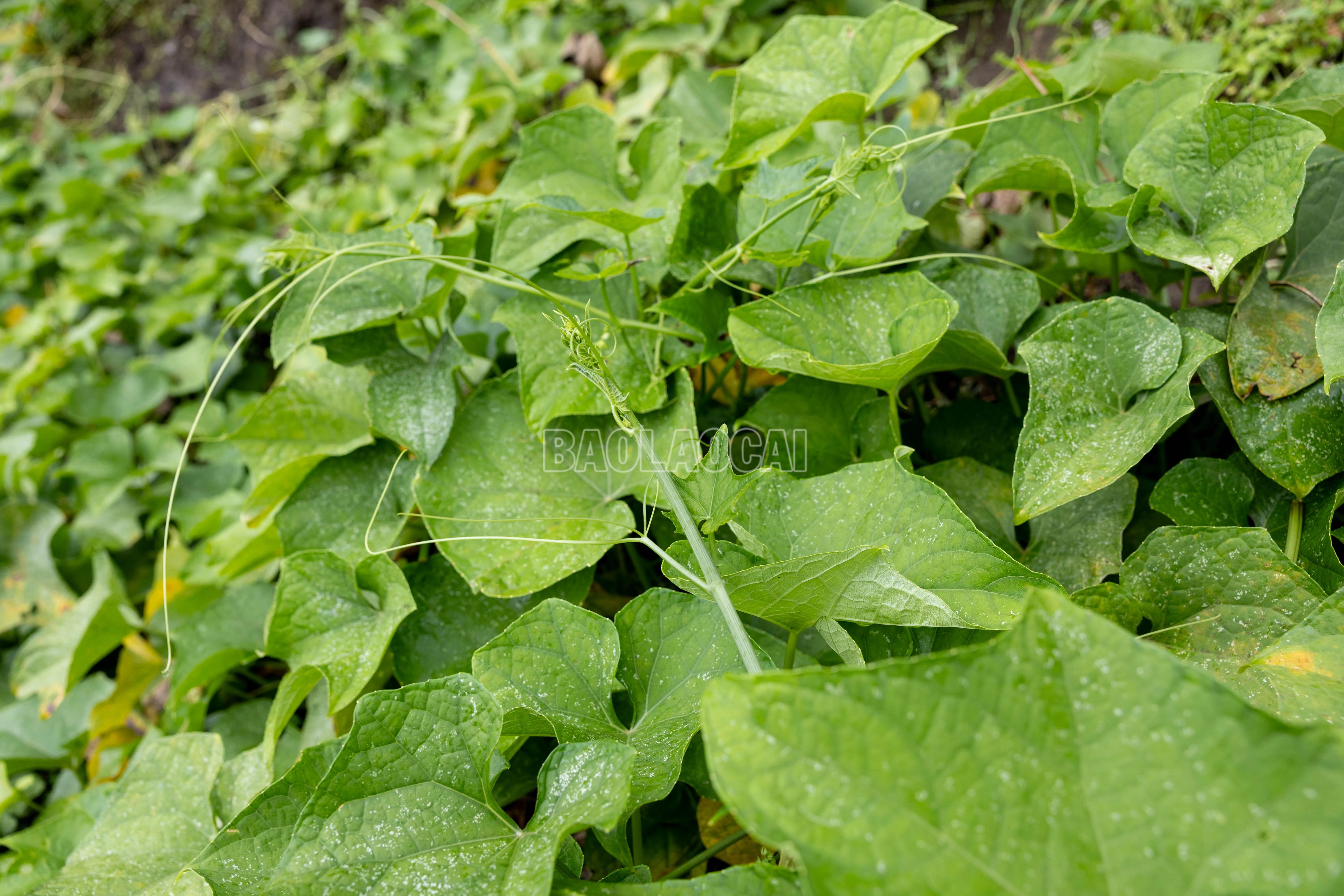 baolaocai-c_900a1447.jpg