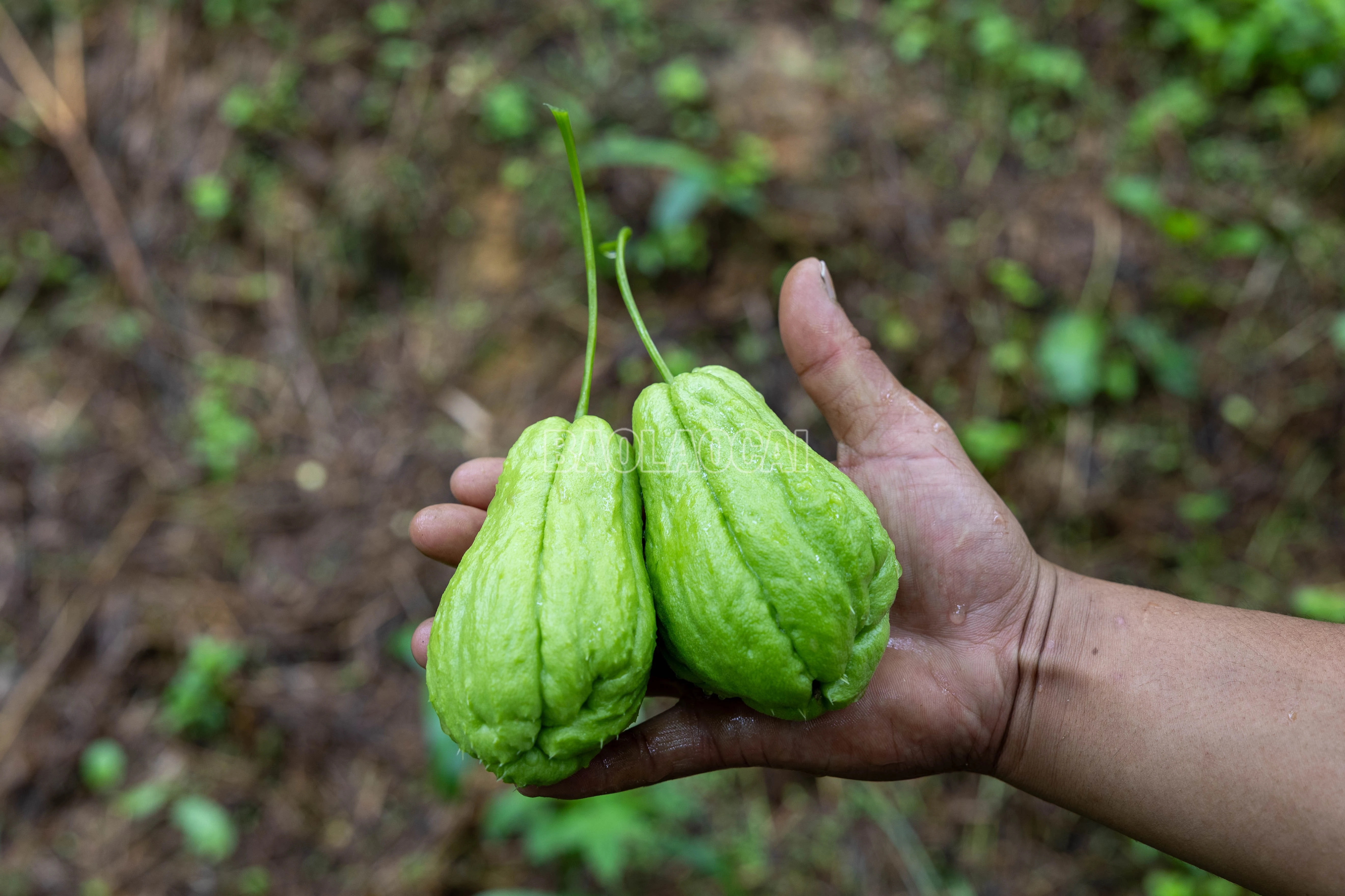 baolaocai-c_900a1365.jpg