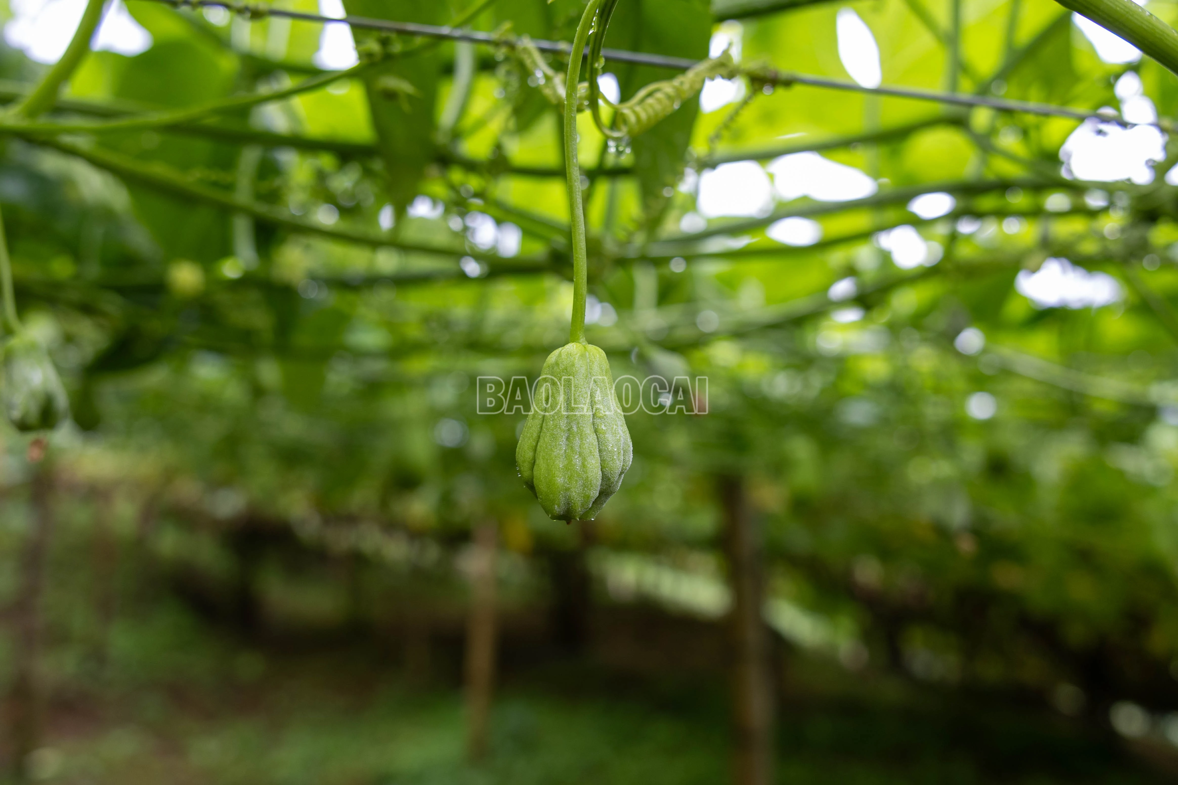 baolaocai-c_900a1355.jpg