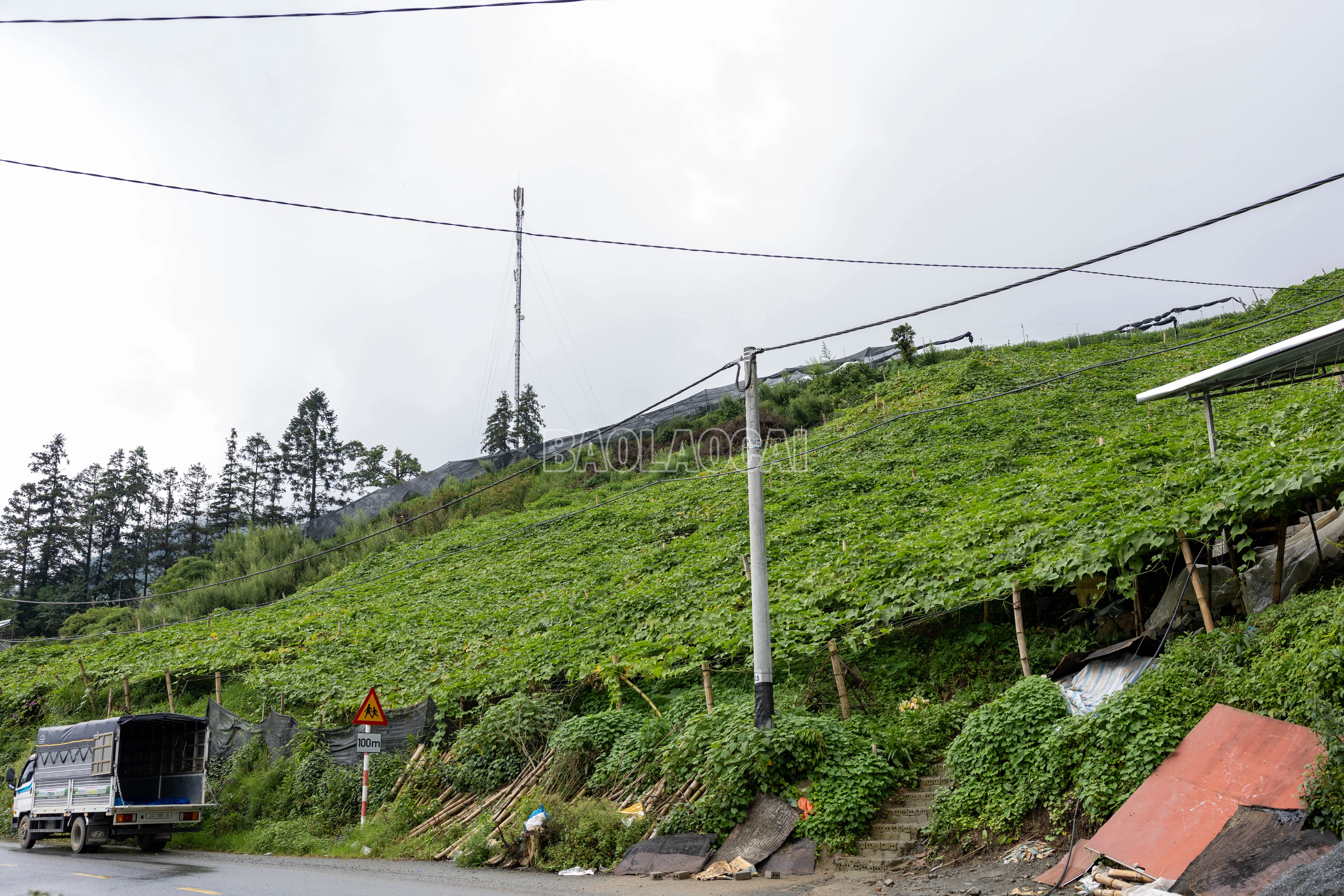 baolaocai-c_900a1433.jpg