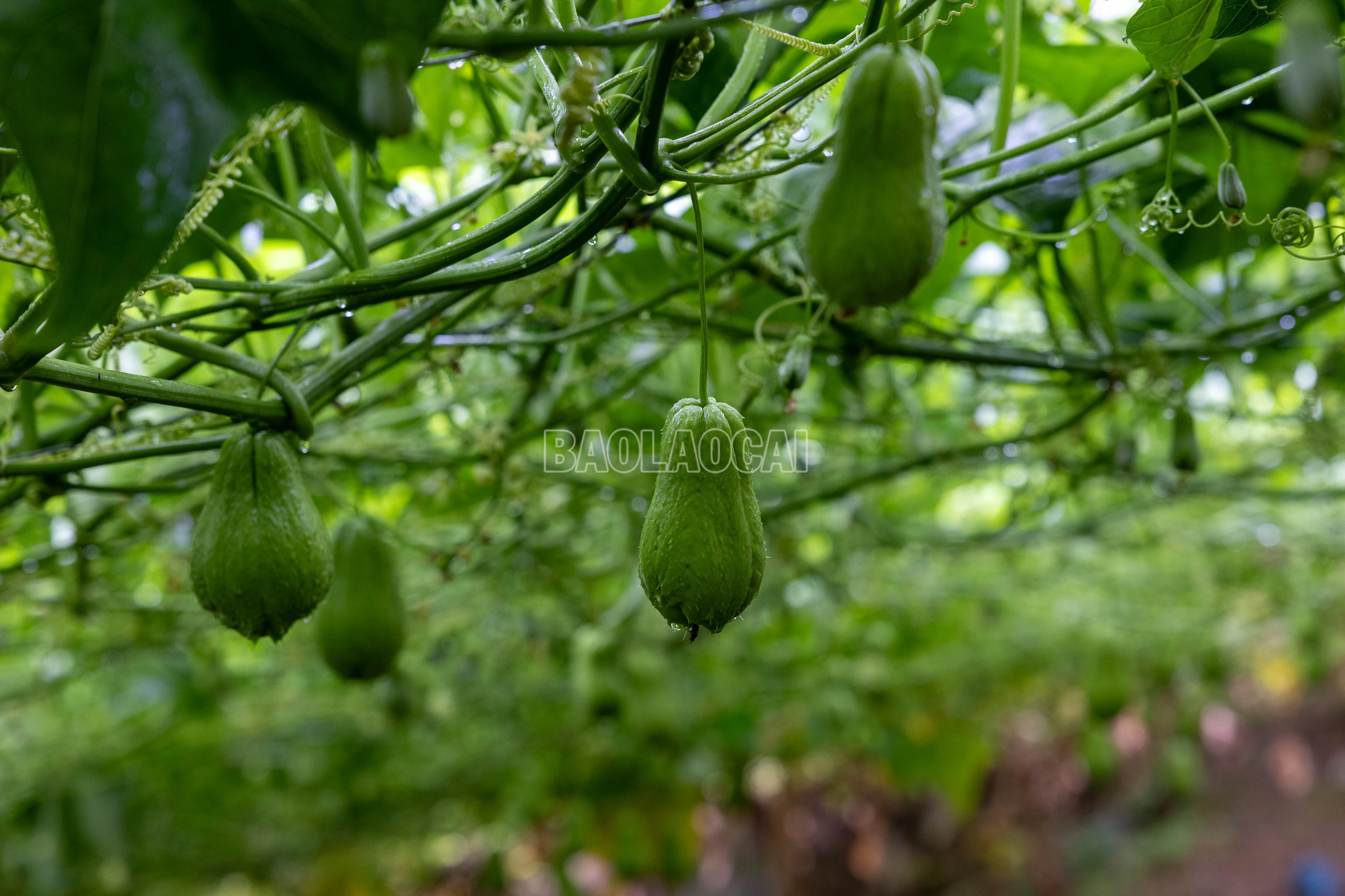 baolaocai-c_900a1343.jpg