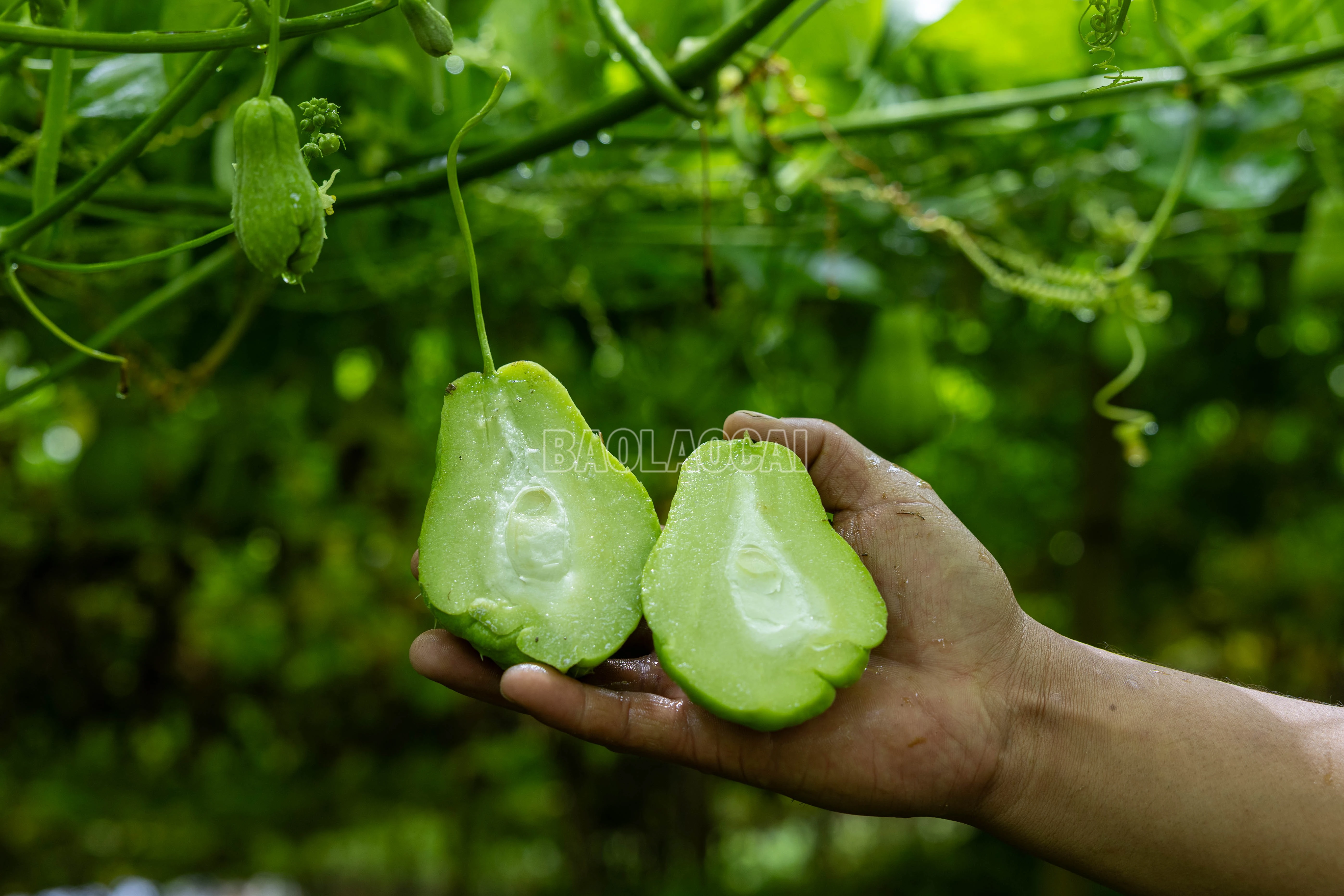 baolaocai-c_900a1370.jpg