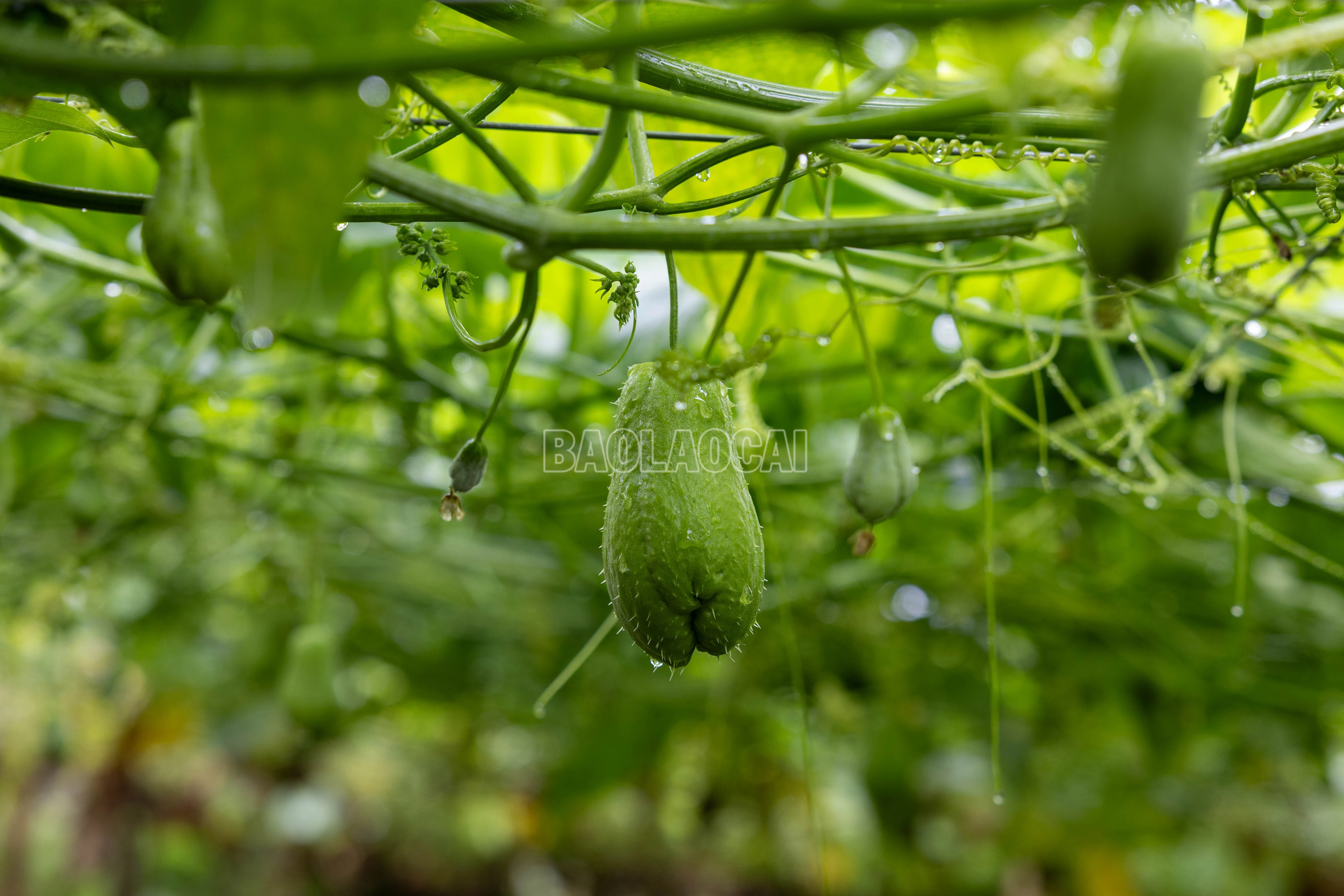 baolaocai-c_900a1339.jpg