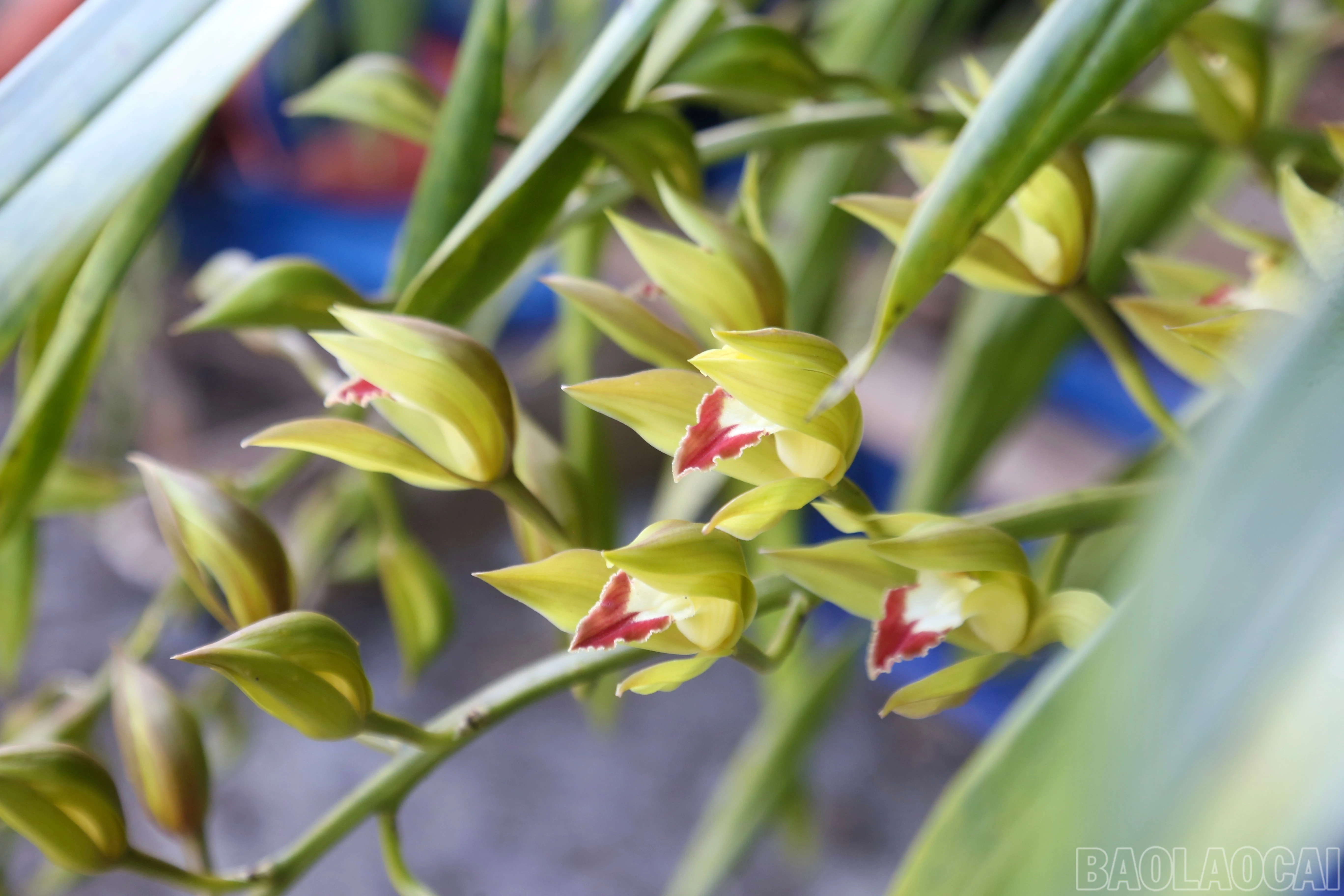baolaocai-br_img-9392.jpg