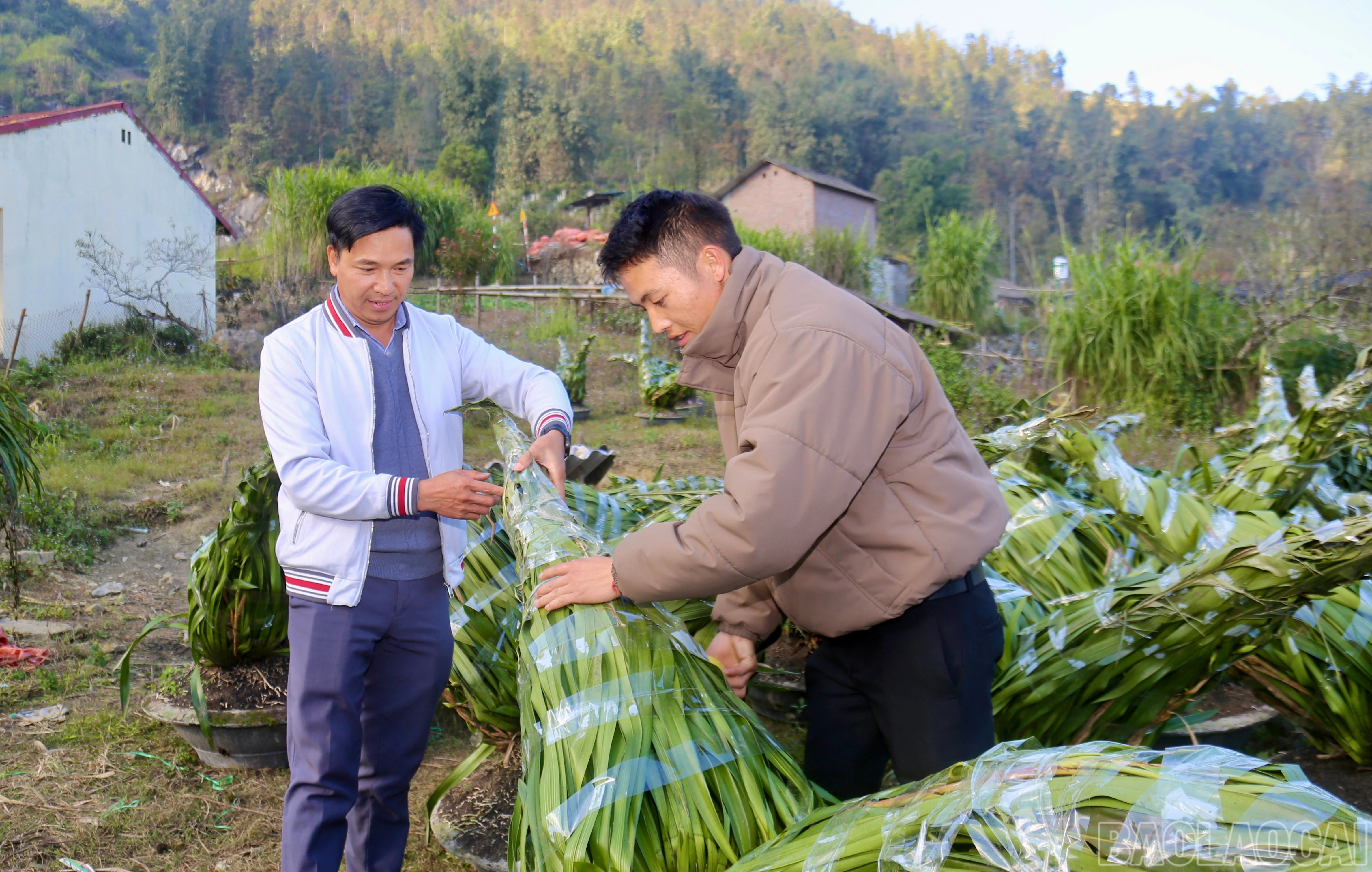 baolaocai-br_img-9330.jpg
