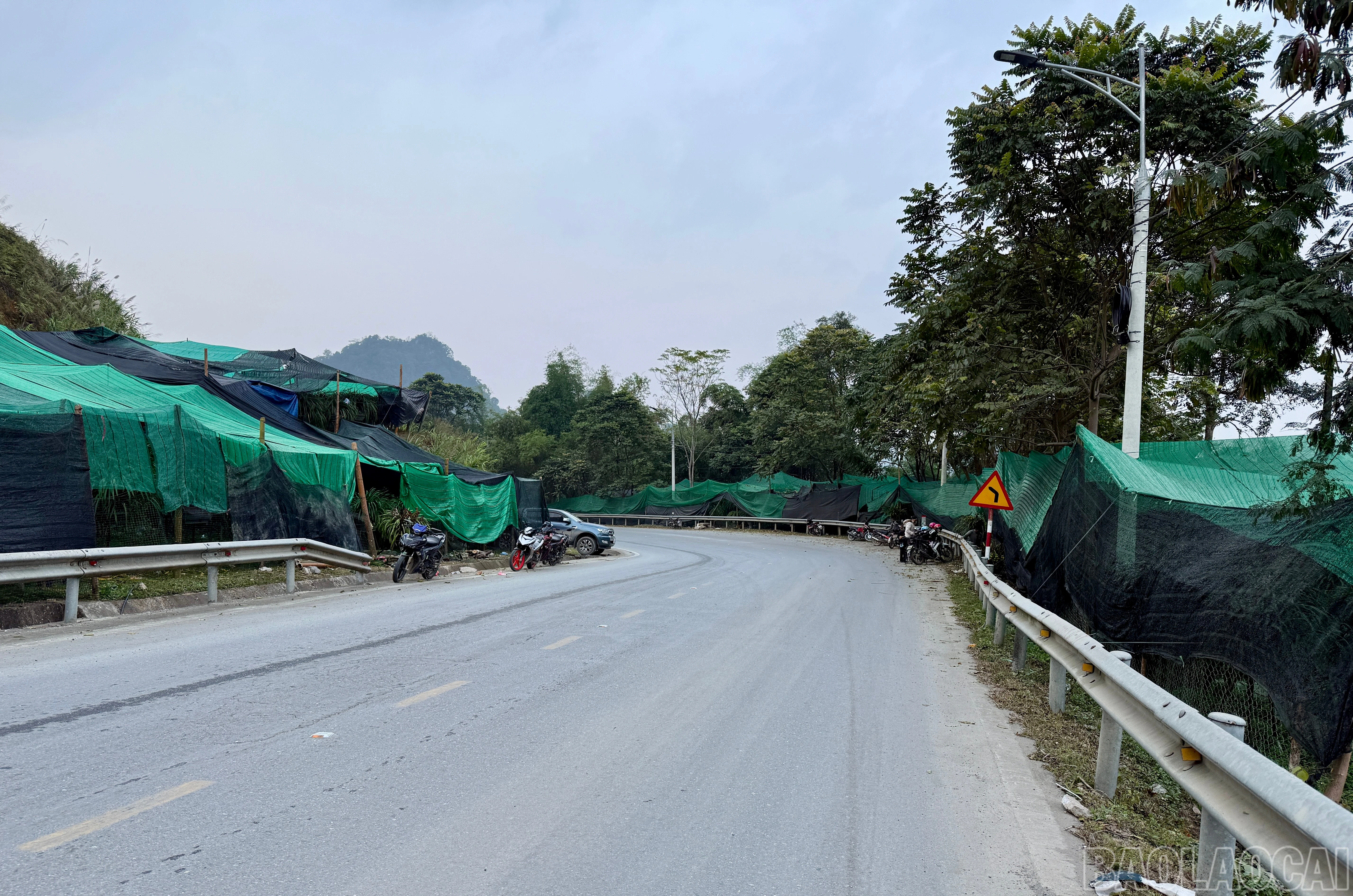 baolaocai-br_img-1183.jpg