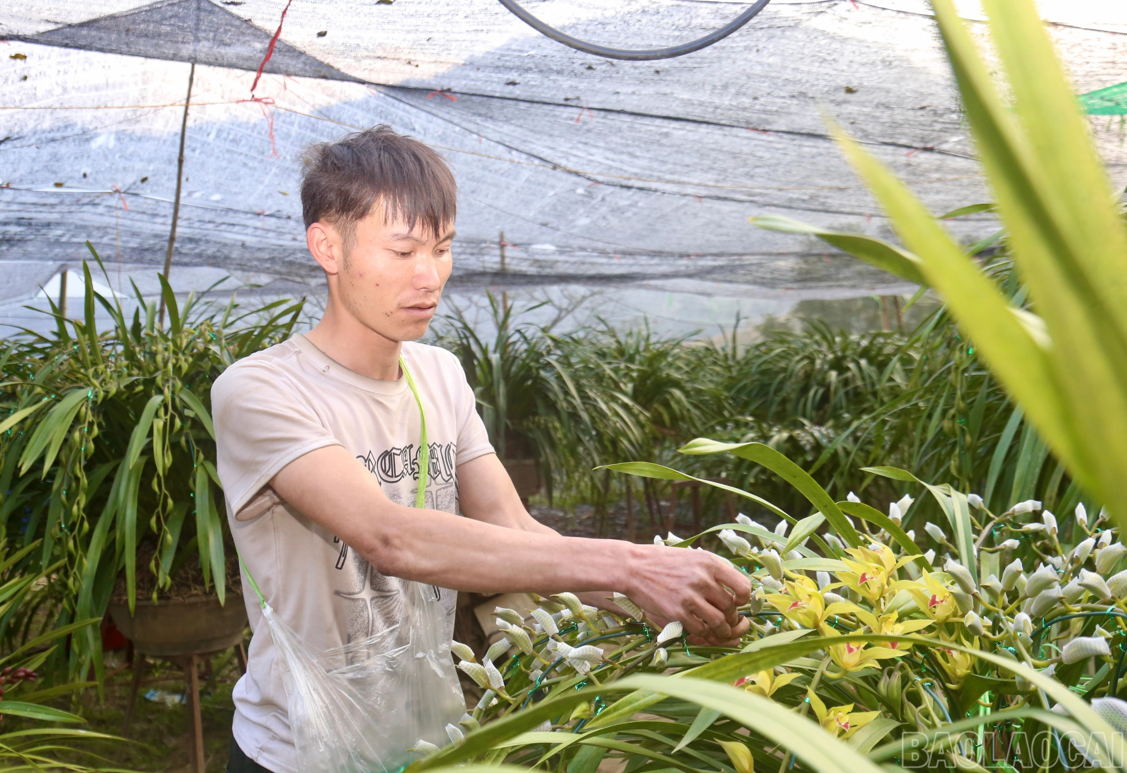 baolaocai-br_img-9454.jpg